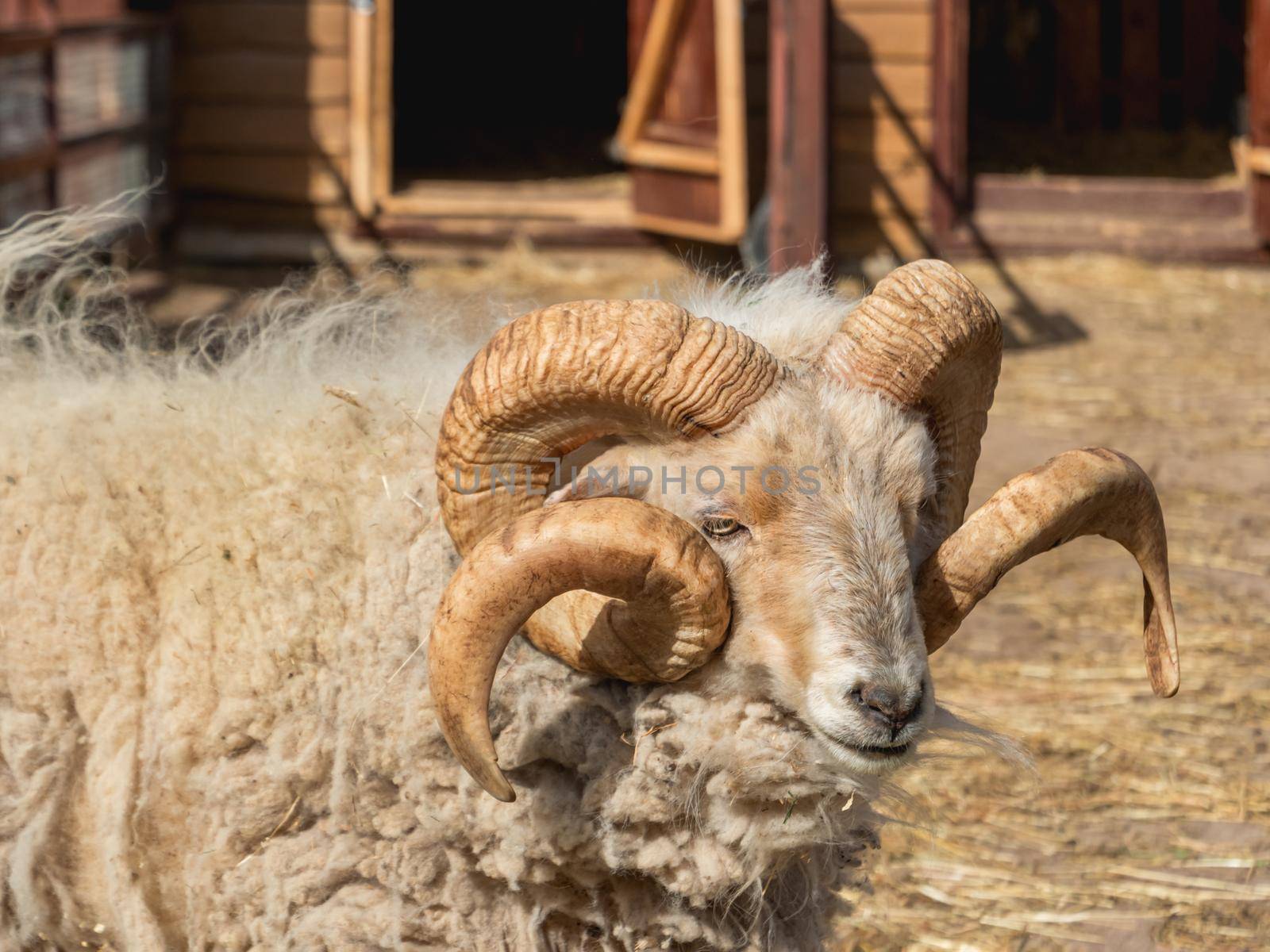 Portrait of male mini sheep or Ovis aries. Furry farm animal in paddock near barn. Animal husbandry. by aksenovko