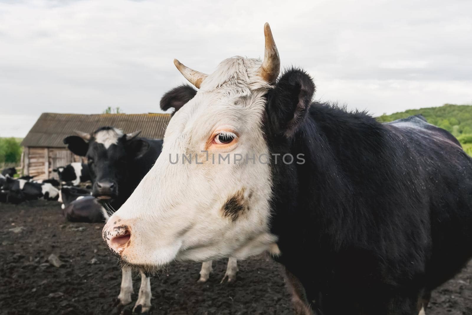 Close up portrait of curious cow among herd of cows and bulls. Dairy farm animals are grazing in paddock. Animal husbandry in countryside.