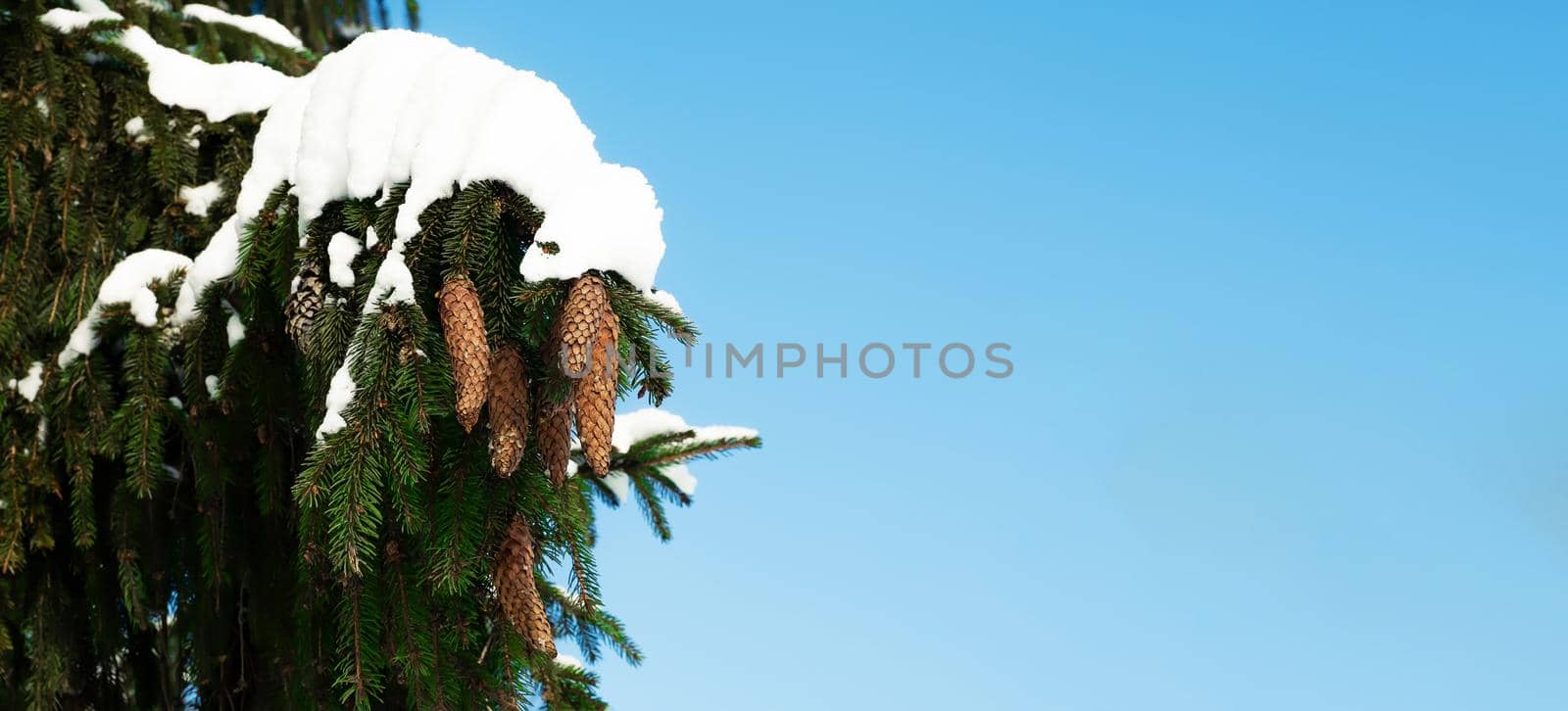 A spruce branch with green needles with cones covered with snow in winter against a blue sky. Christmas composition snow-covered fir branch in the forest