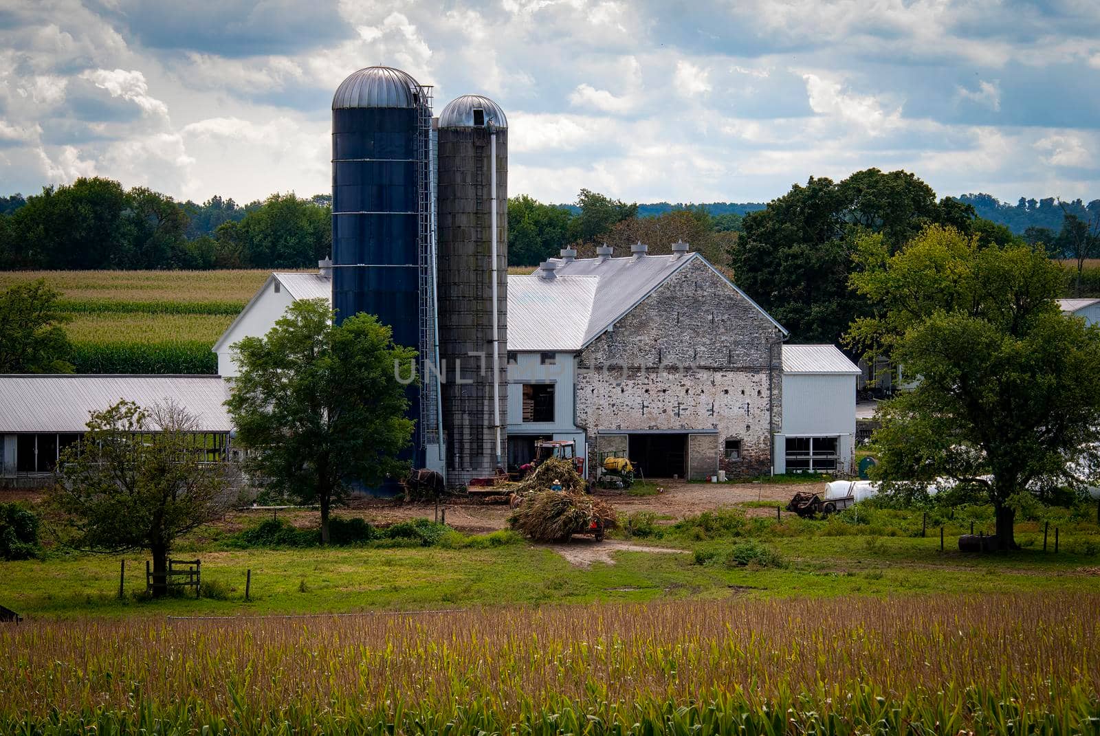 A View of Amish Harvesting There Corn Using Six Horses and Three Men as it was Done Years Ago on a Sunny Fall Day