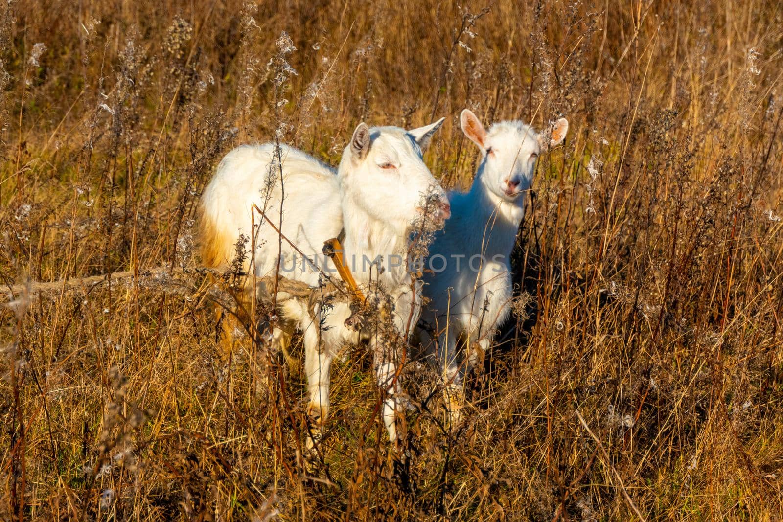 Goat eating withered grass, Livestock on a autmn pasture. A pair of white goats together. Cattle on a village farm. High quality photo