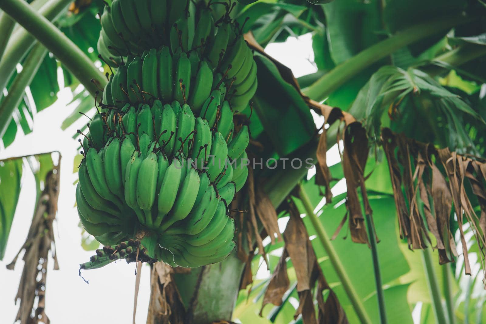 Greenery background nature plant and leaf (Banana) by NongEngEng