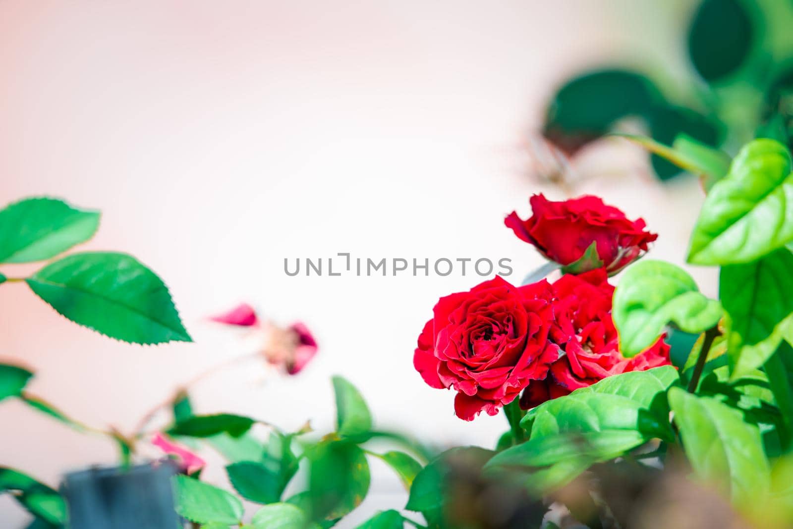 Rose flower red color in garden Valentine's Day by NongEngEng