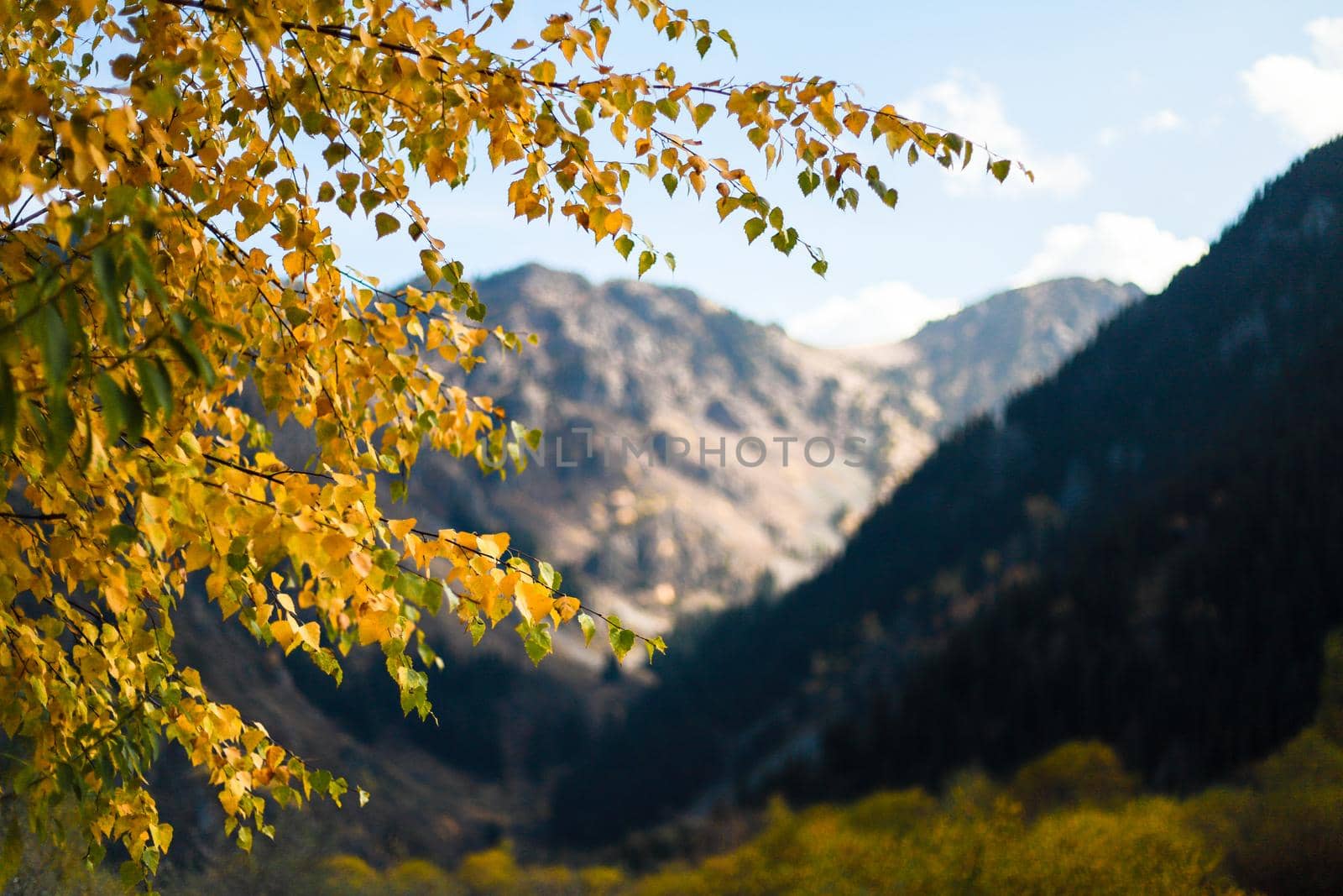 A tree branch with yellow foliage on a background of snowy mountains. Autumn concept nature background.
