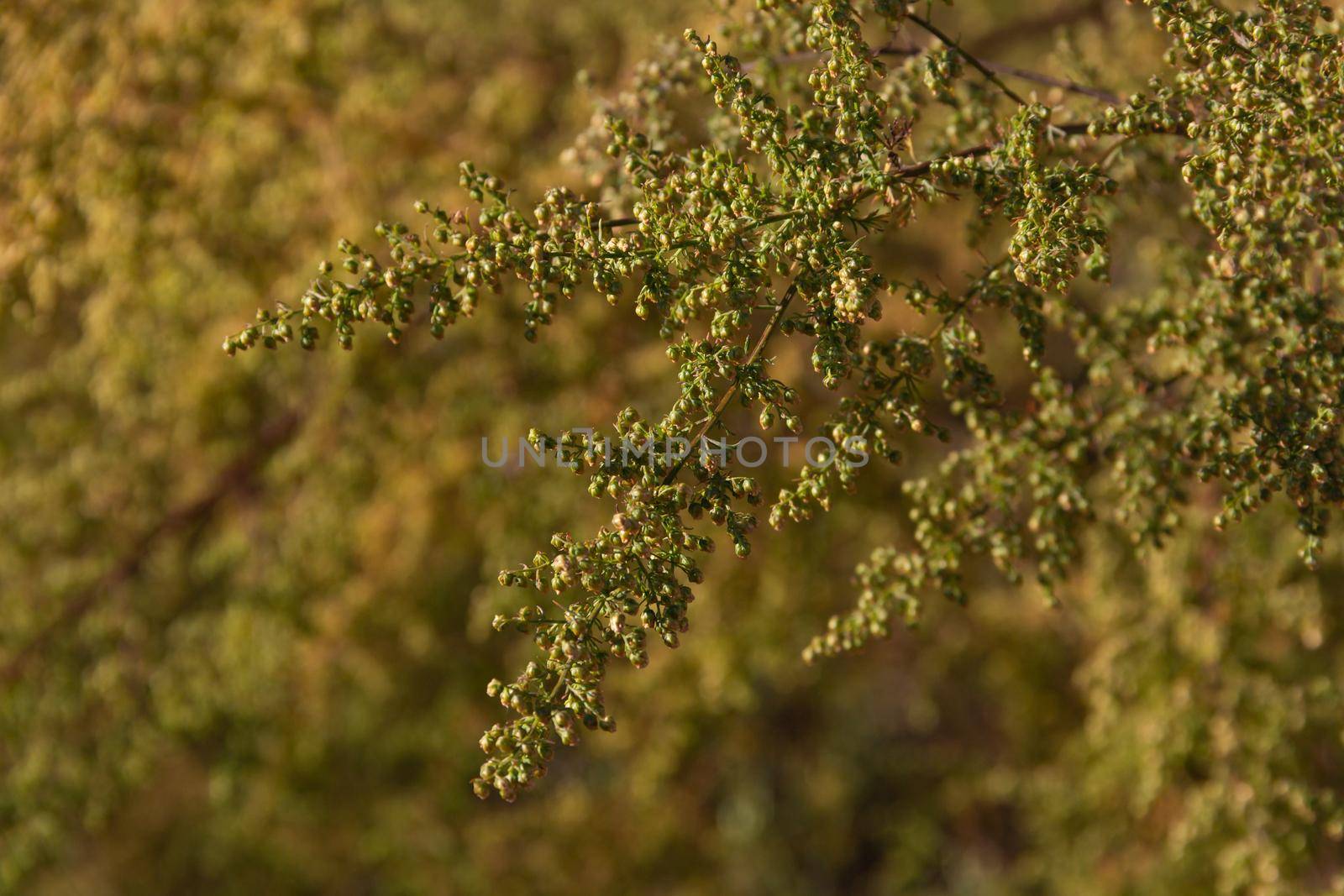 wild artemisia annua plants in the mountains, cordoba province, argentina