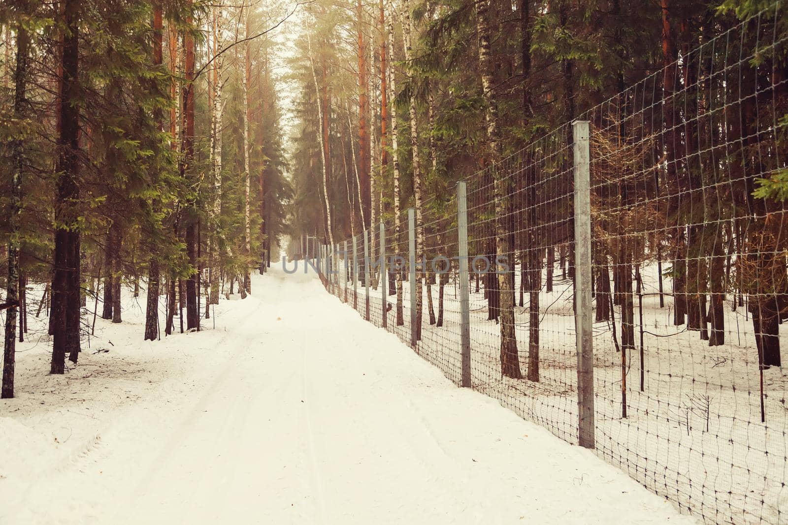 Tall metal fence with smaller holes in the winter forest. Fencing a private area from intruders. Fencing the site with a fence along the forest road.
