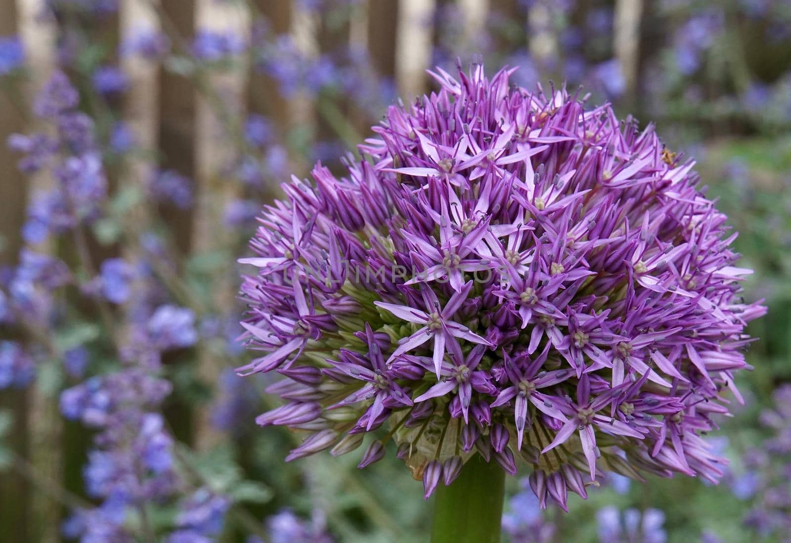 Allium Aflatunense Purple Sensation with a fence and blue flowers in the background