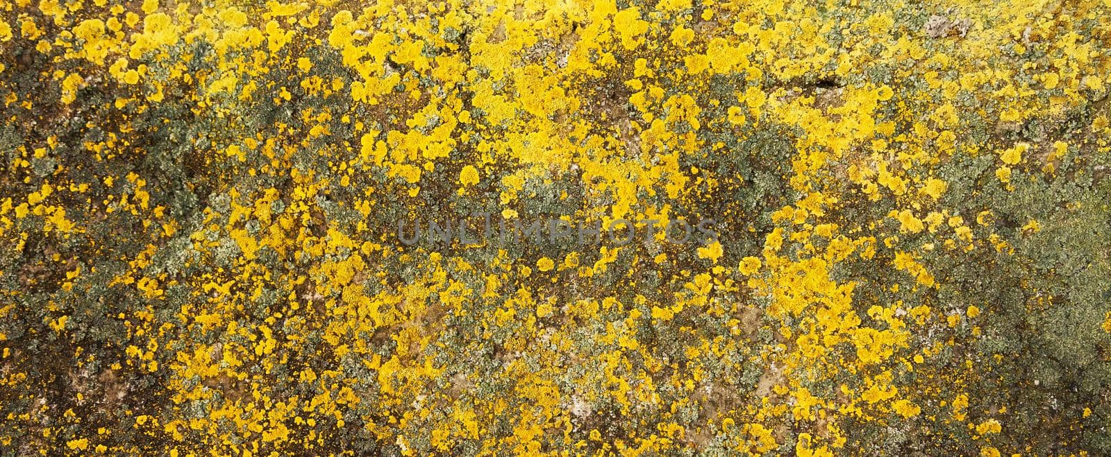 Yellow lichen on the stone. Yellow mold on a gray old rock. Natural background texture. Texture of a stone wall covered with yellow moss