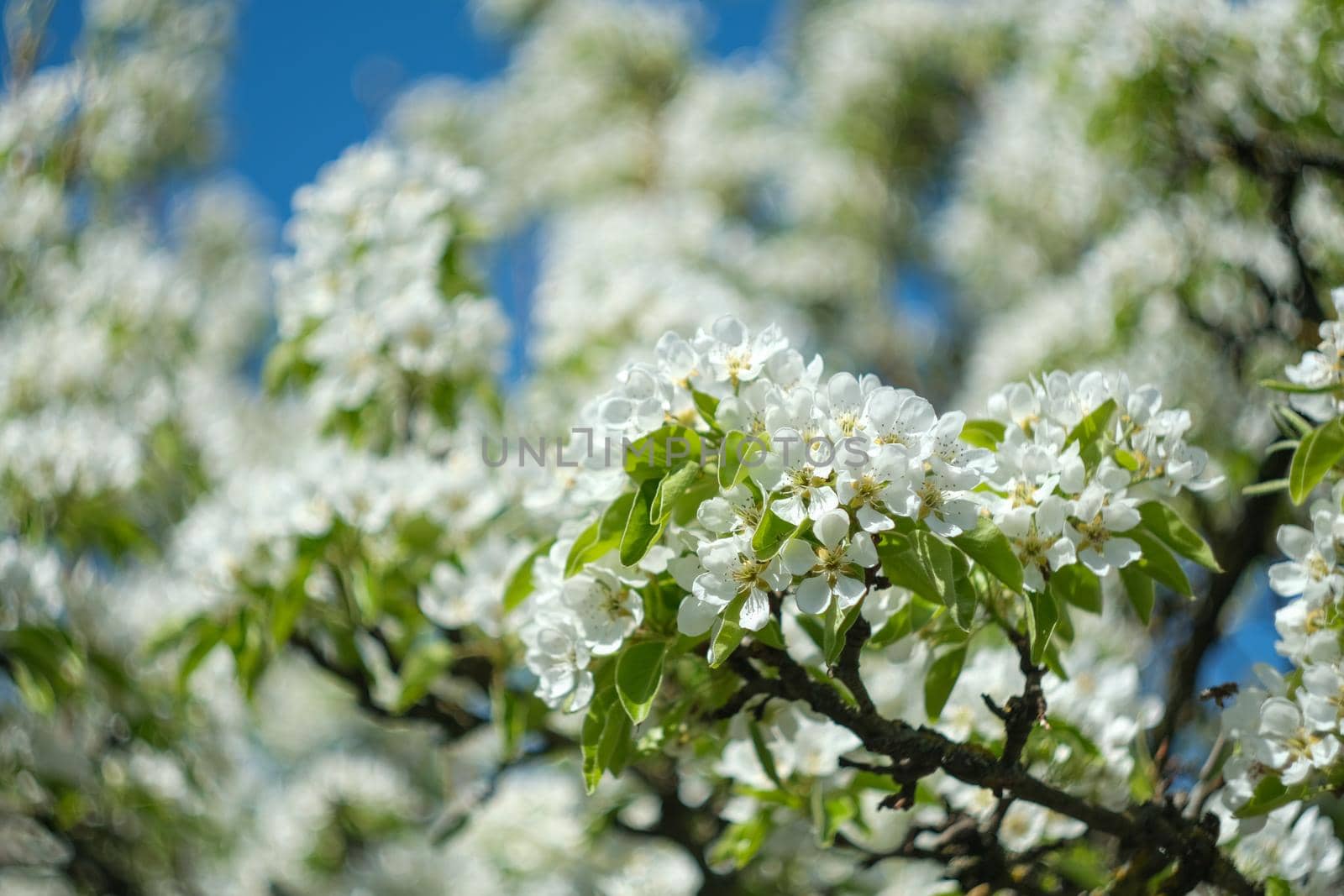 blooming garden. Flowering pear branch. flower close-up.