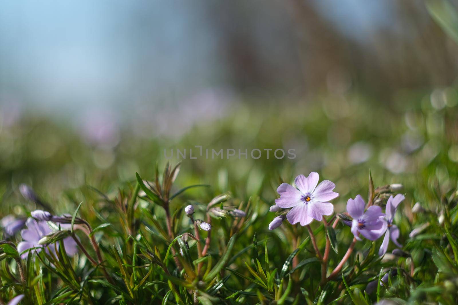 Phlox subulate. Beautiful pink plant with dense flowering. Carpet flowers. The texture of Phlox subulate flowers.