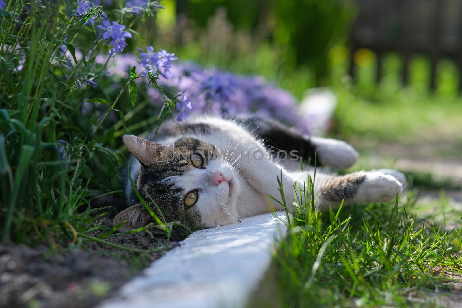 A cute cat is resting in the garden in a styloid phlox. Kitten on a background of beautiful flowers.