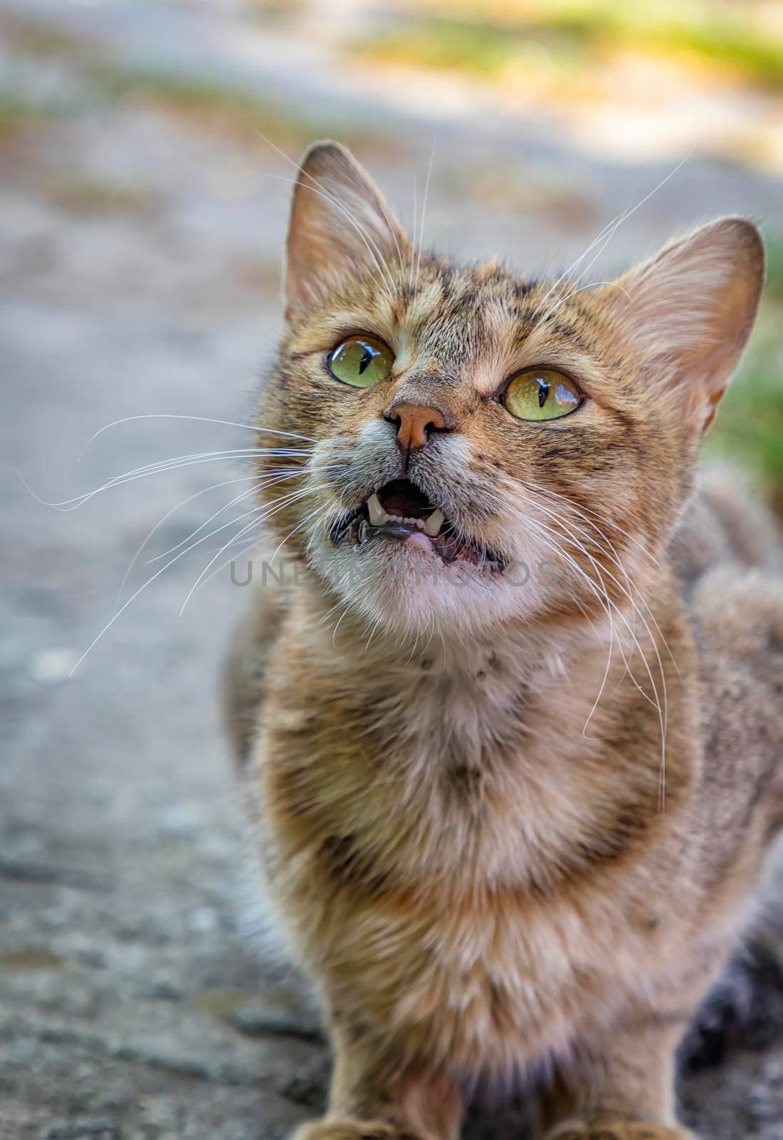 Portrait of a motley cat with opened mouth and calling for food  by EdVal