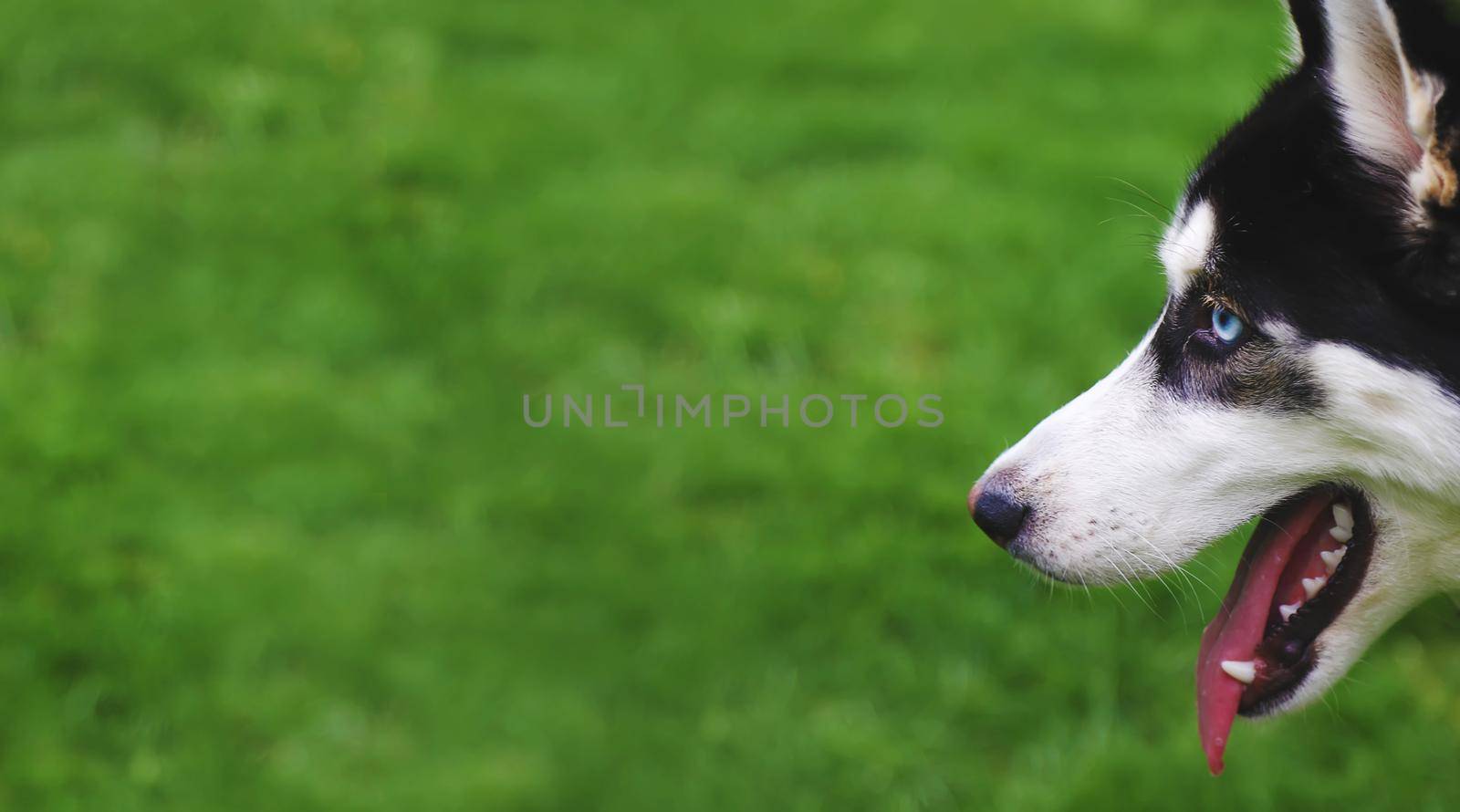 Husky dog portrait beautiful photo. Selective focus. by yanadjana