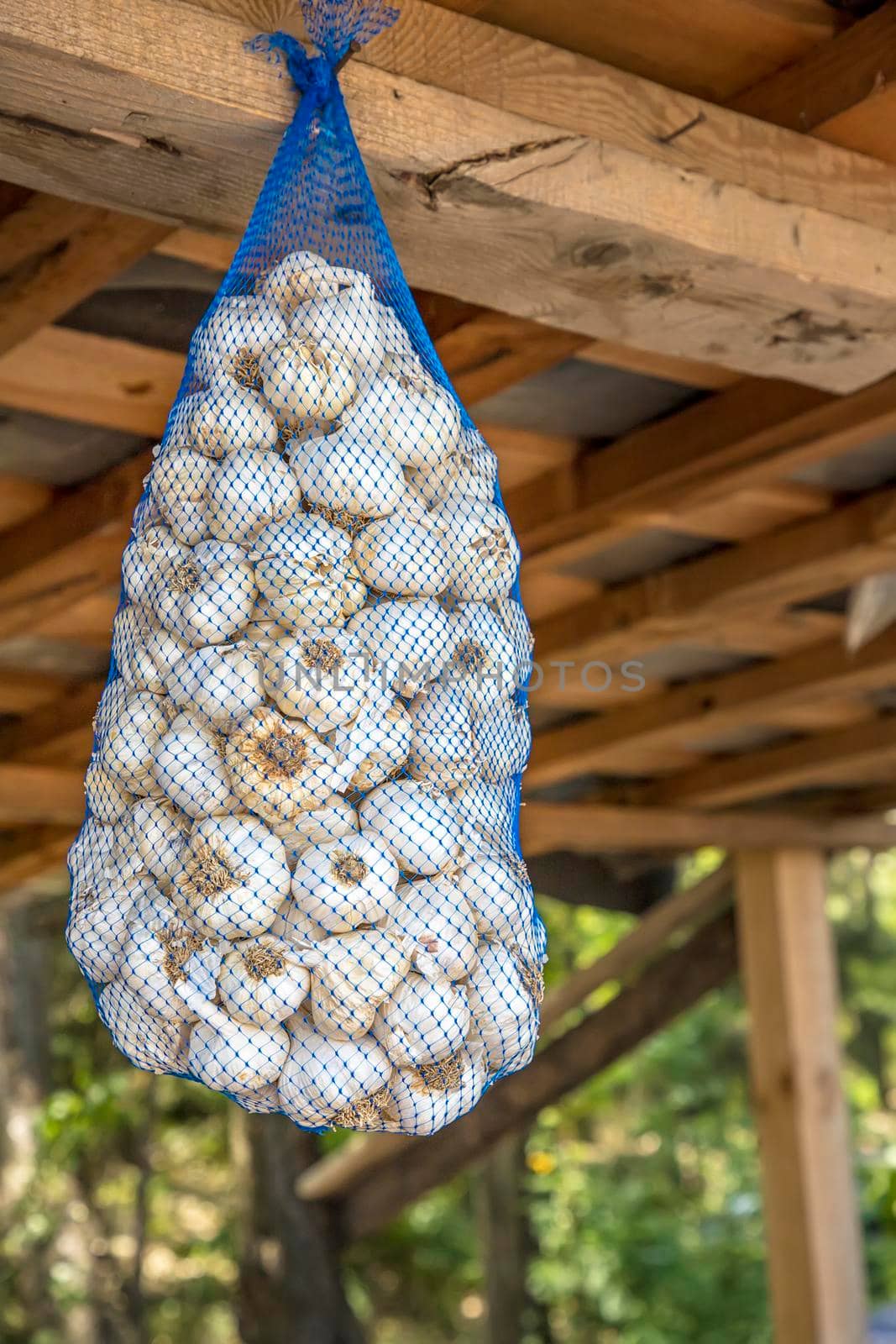 Hanging dried garlic in nylon net bag at a market  by EdVal