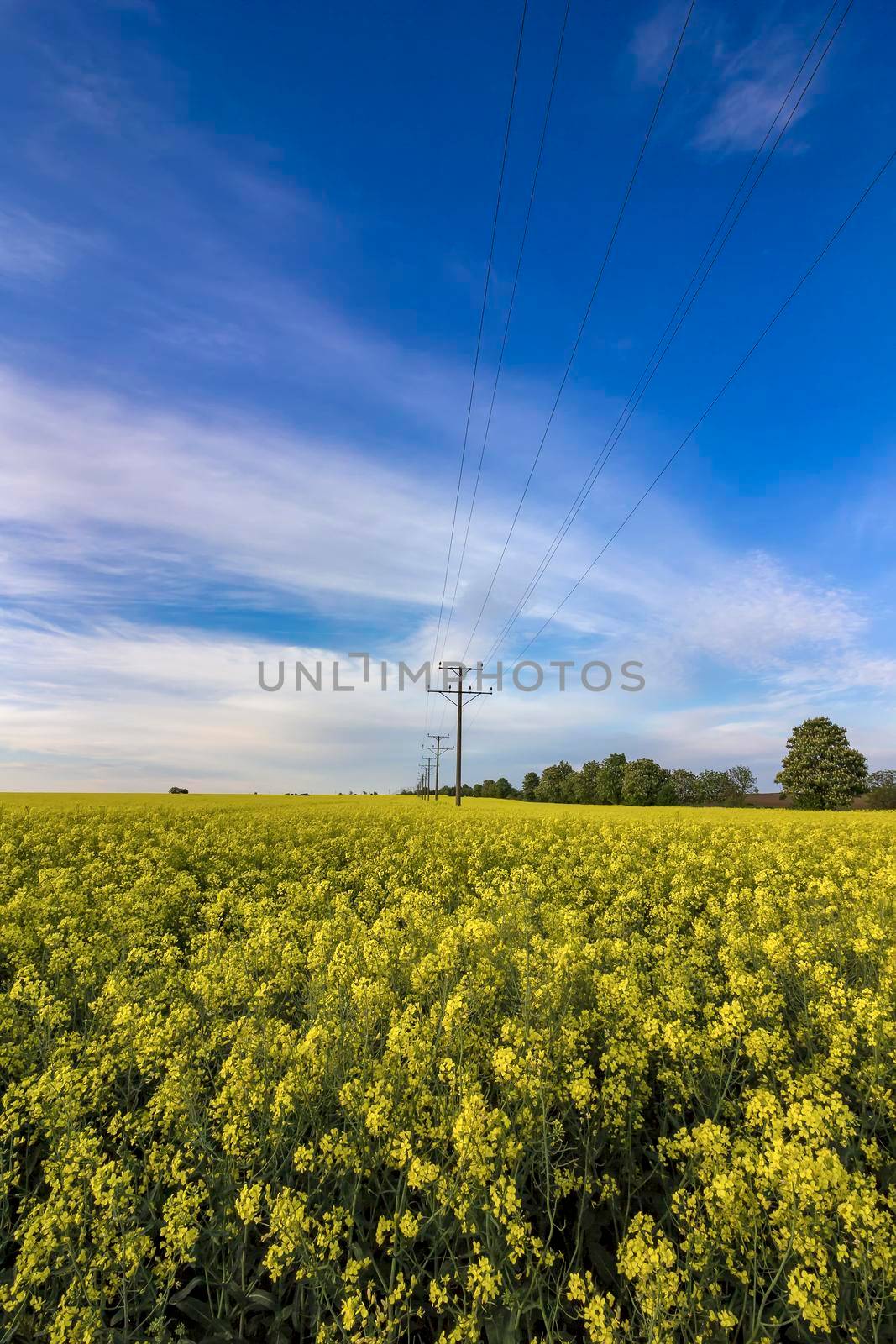 The field covered with rapeseed early morning. Power lines on the field.  by EdVal