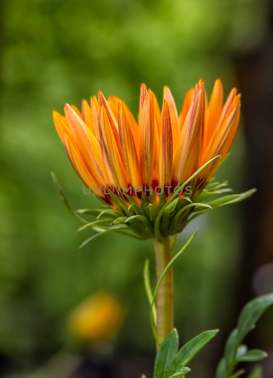 Beautiful flower of a gazania in the afternoon in the garden