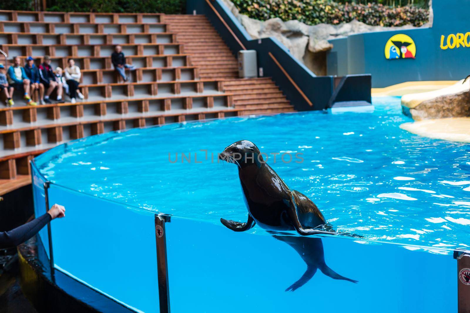 Huge sea lion in Loro park on Tenerife sitting by the pool.