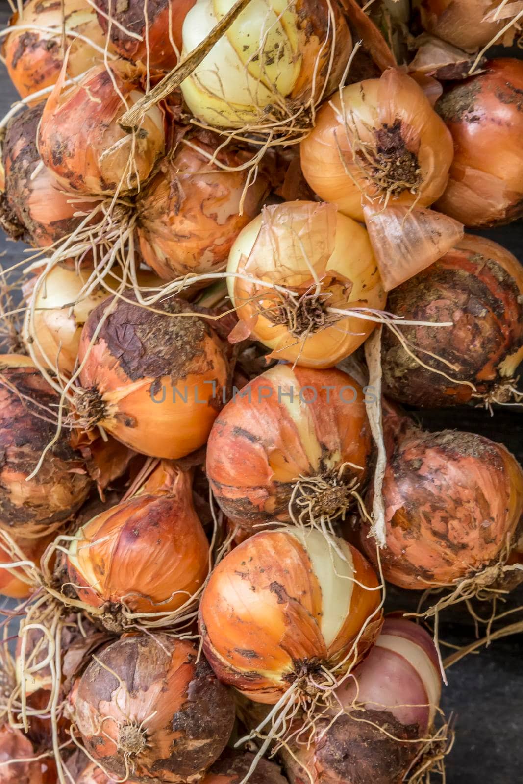 A lot of fresh yellow onions close up. Fresh onions. Ripe onions.  by EdVal