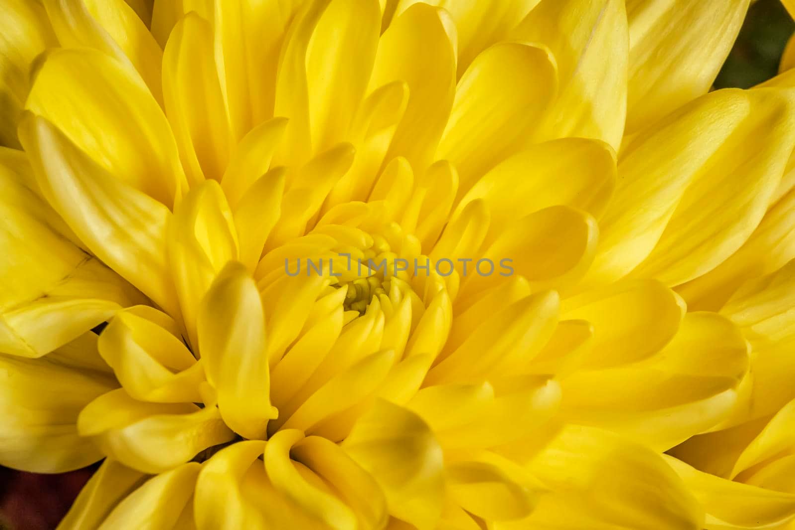 Beauty yellow chrysanthemum flower. Background of a yellow chrysanthemum flower close-up. Tender flower. Nature.