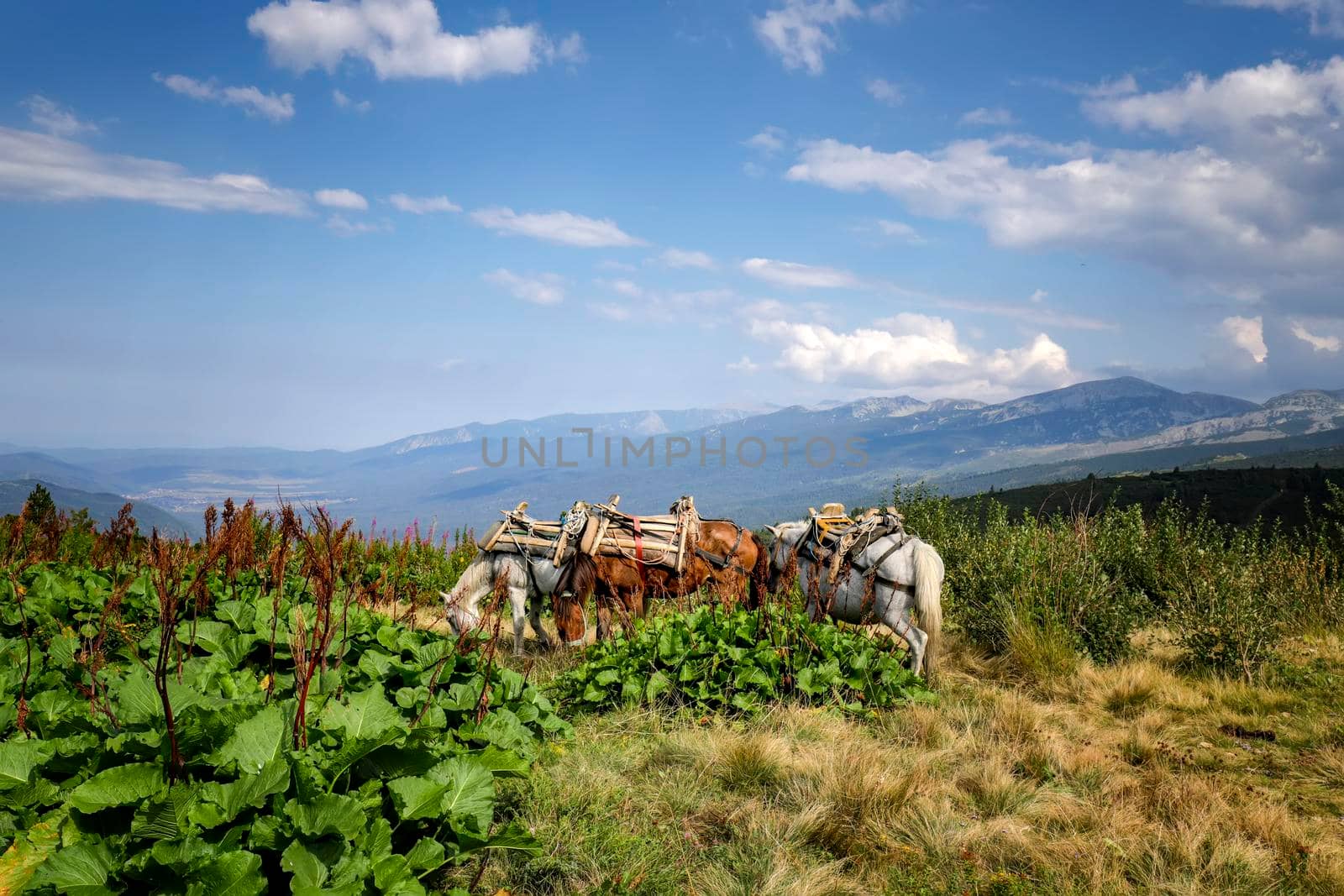 Scenic view cargo horses eating grass at a mountain meadow