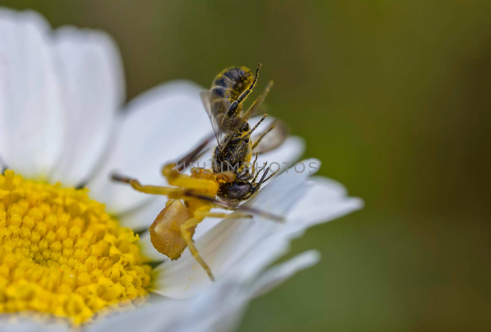 Yellow spider hunt and eat a bee on a flower