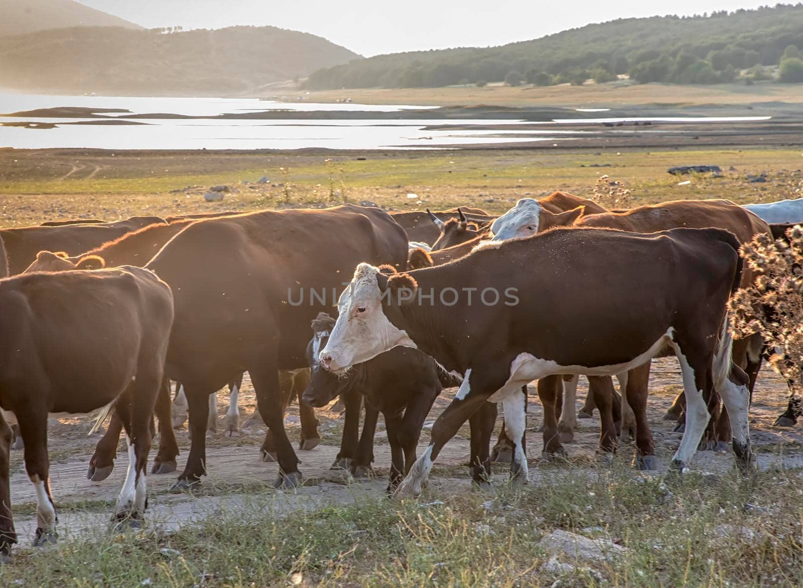 a herd of cows drives home from pasture along a dusty country road