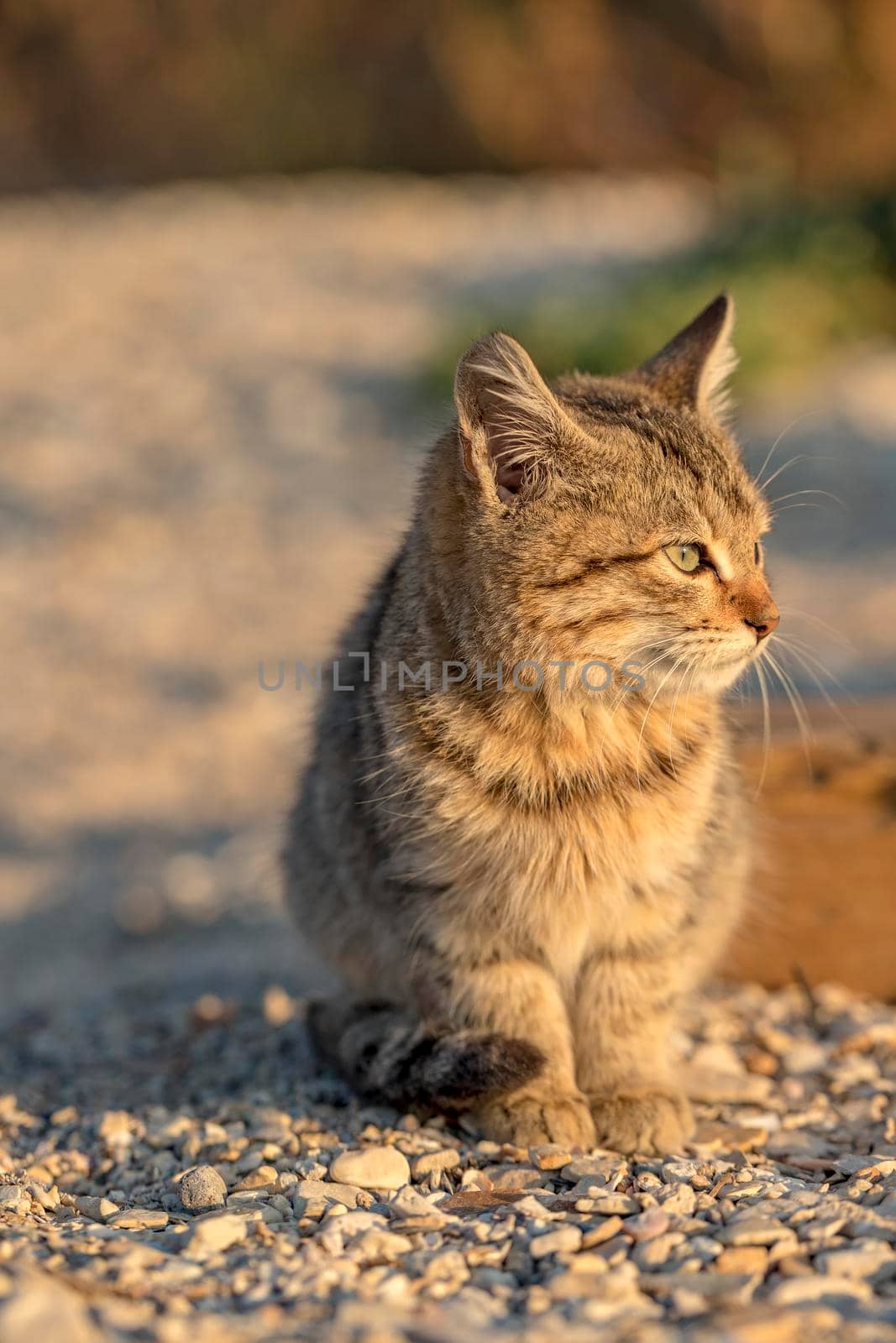 Cute stray kitten sitting on the ground. Blurred background. by EdVal