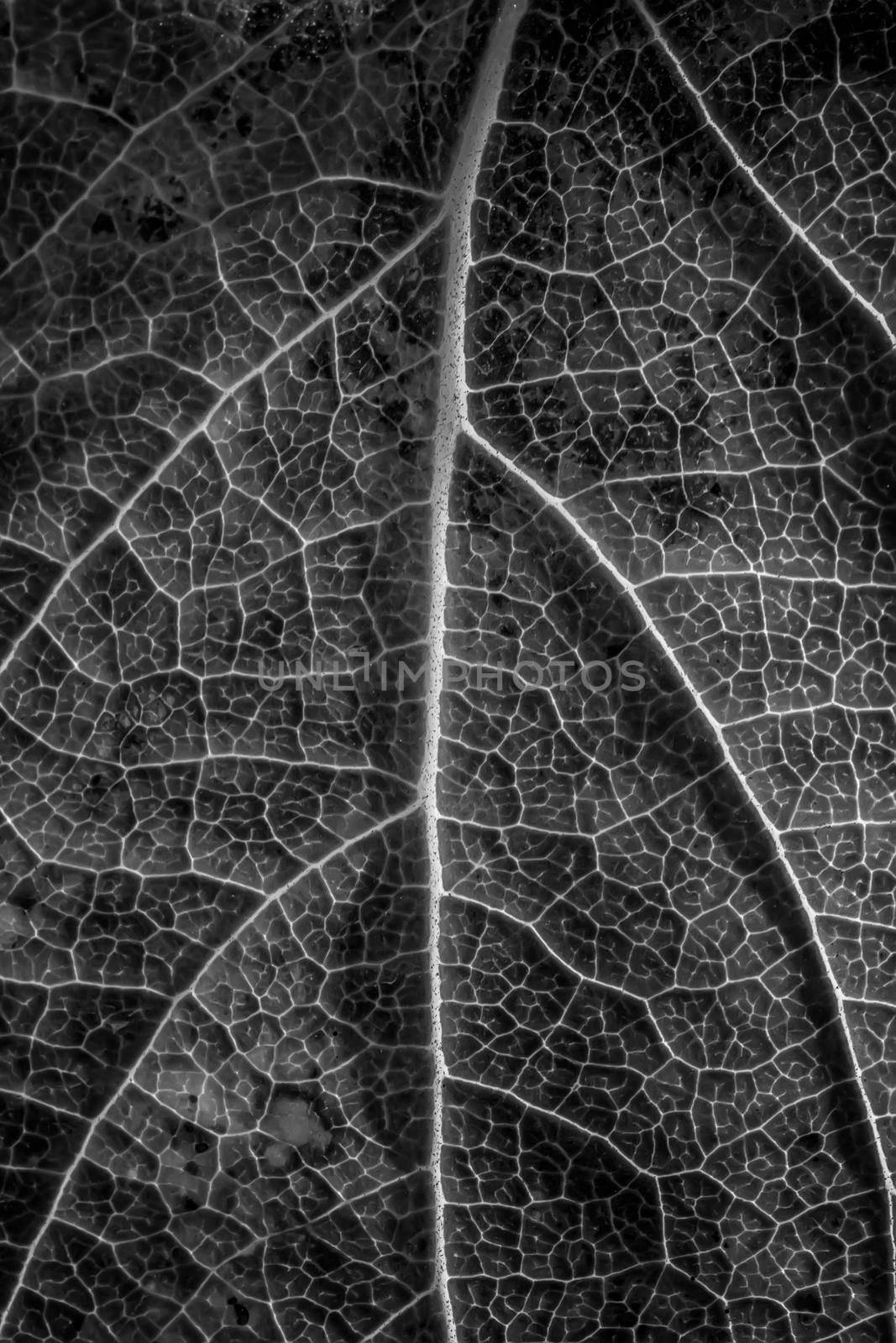 close-up of macro texture of leaf, black and white photo by EdVal