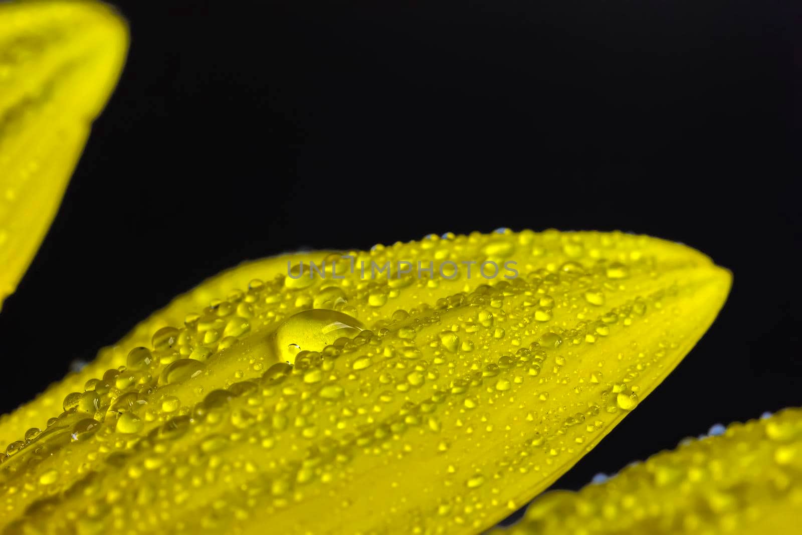 A close view of a beautiful yellow leaf with many water drops.