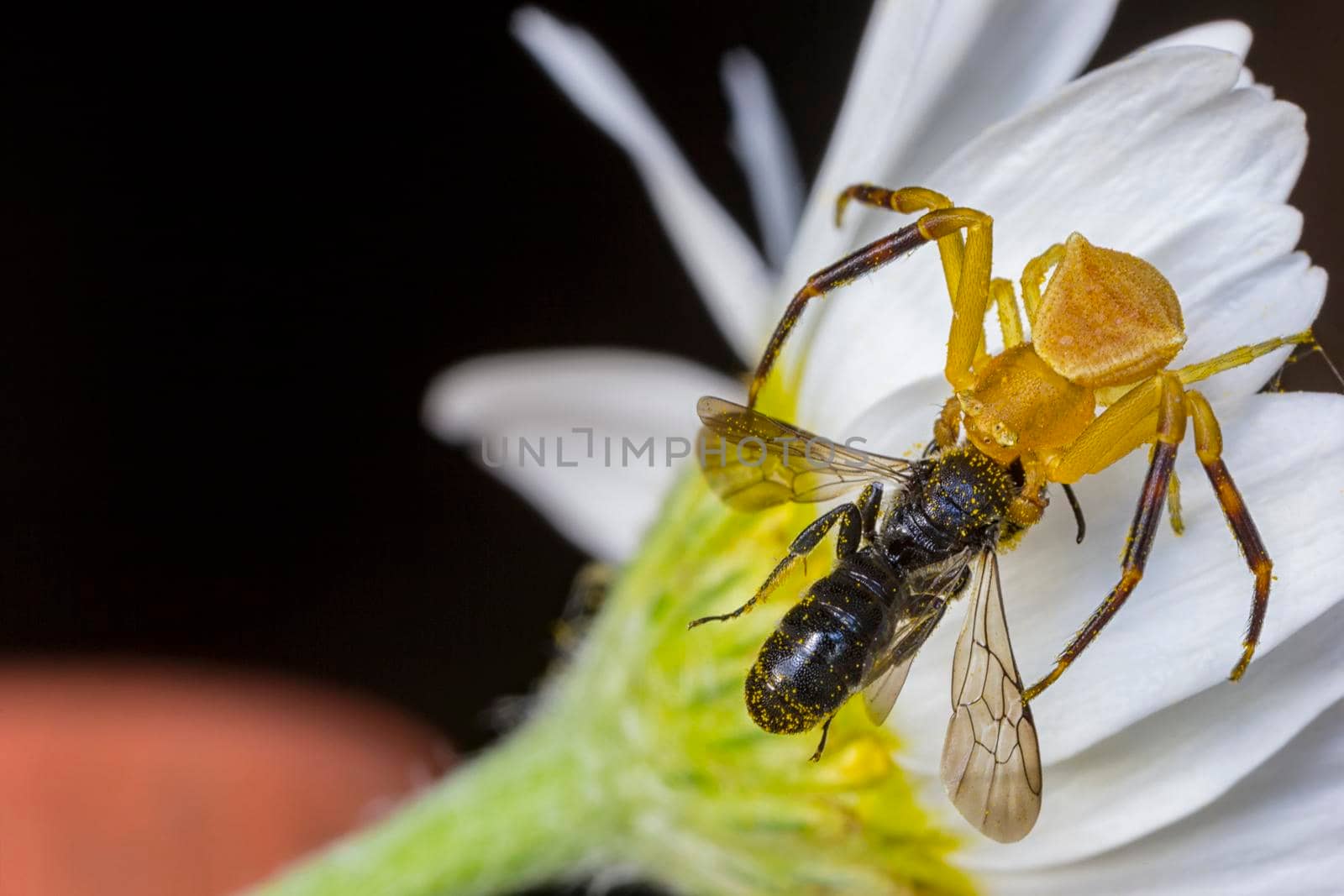 Yellow spider hunt and eat a bee on a flower