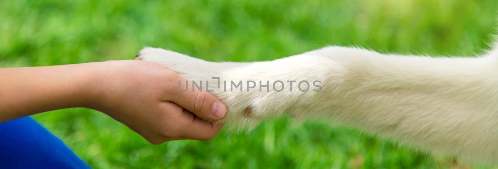 The dog gives a paw to a man. Selective focus. Animal.