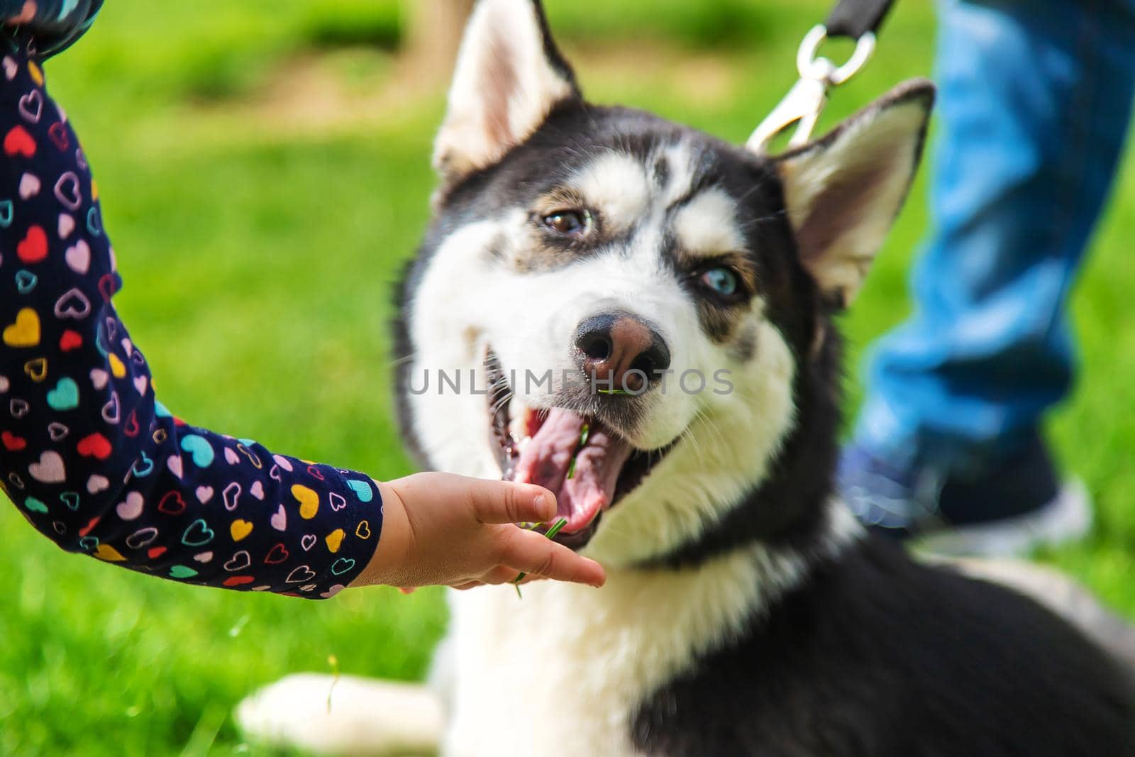 Baby is playing with a husky dog. Selective focus. Animal.