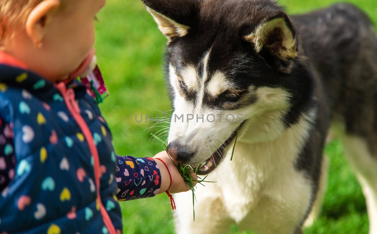 Baby is playing with a husky dog. Selective focus. Animal.