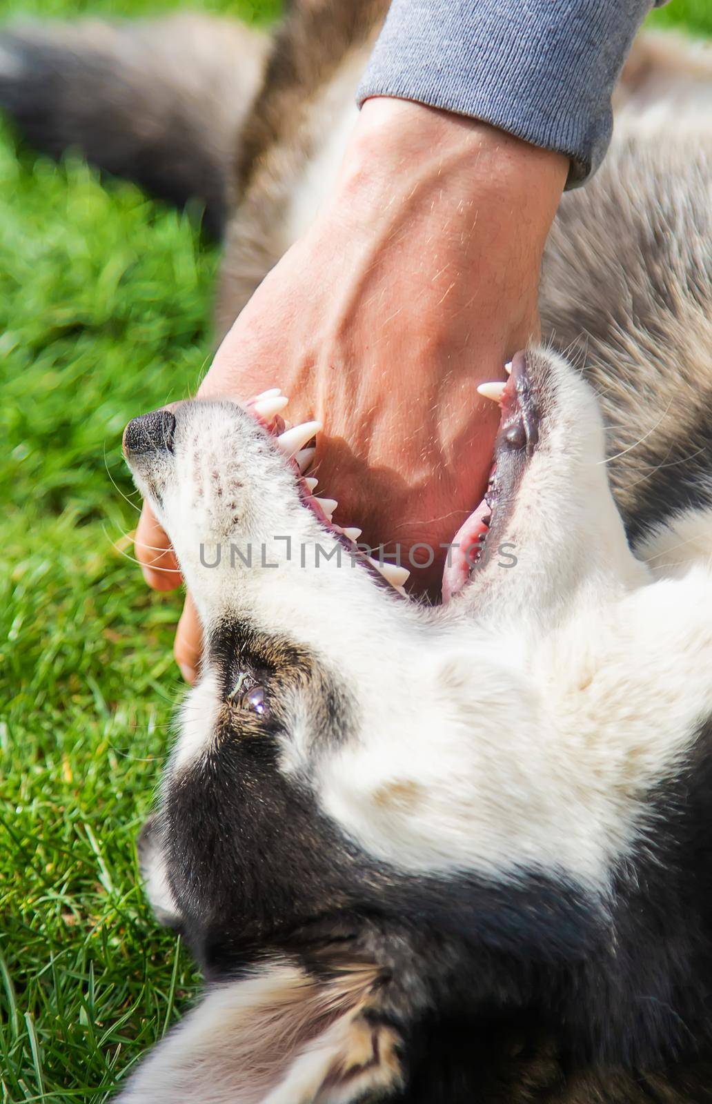Husky dog bites a man. Selective focus. by yanadjana