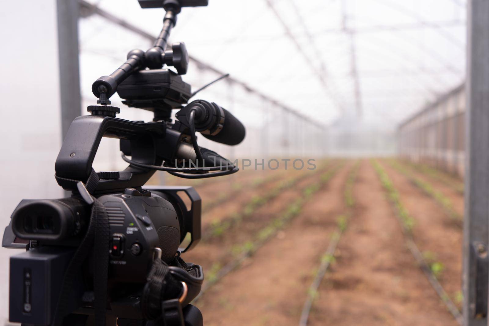 Camera filming a vegetable plantation inside a greenhouse with a controlled irrigation and temperature environment