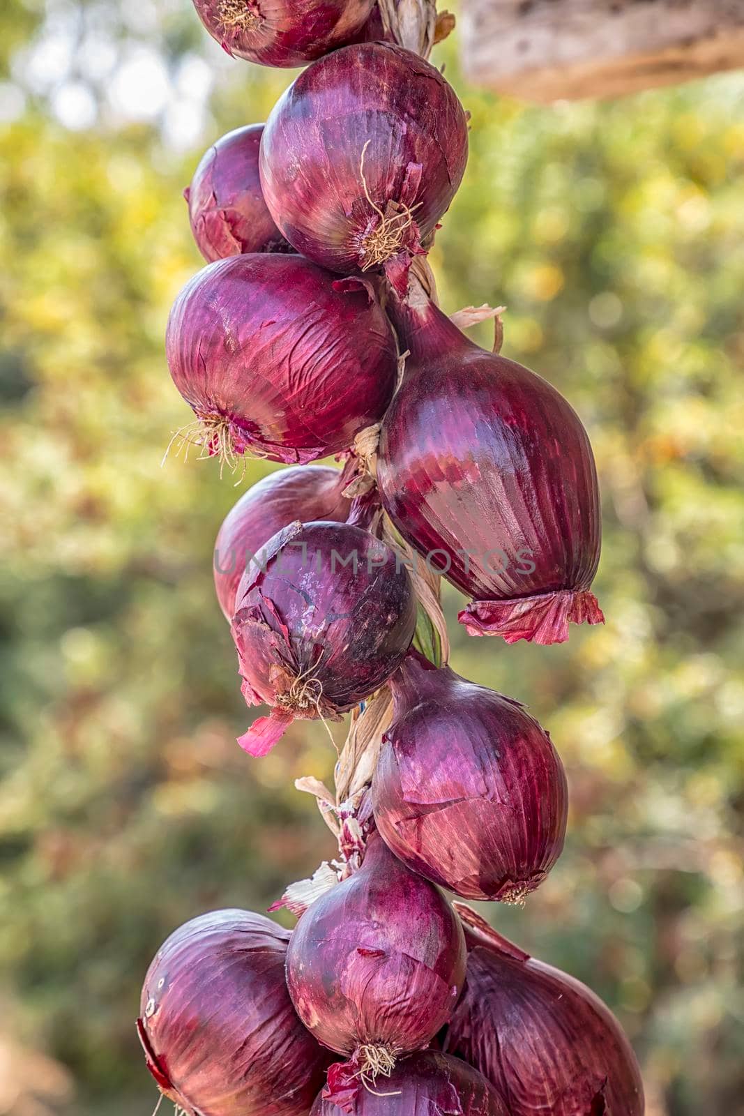 A close view of the hanging bunch bundle of the red onion    by EdVal