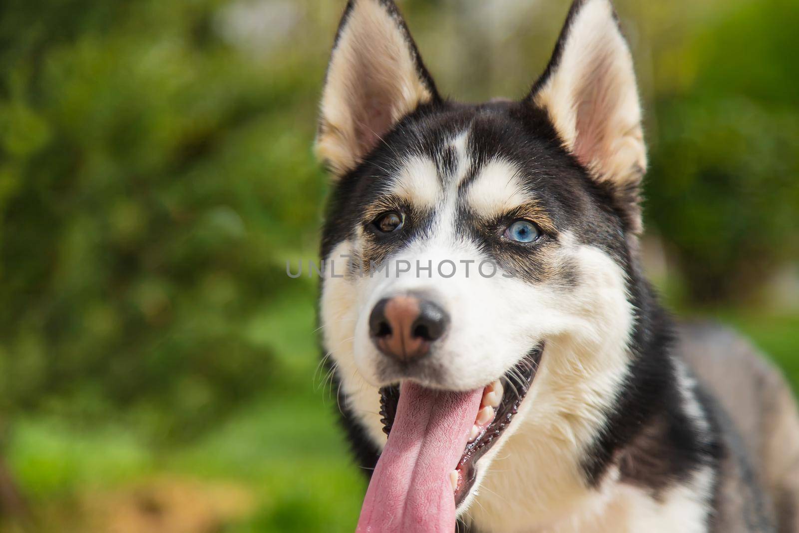 Husky dog portrait beautiful photo. Selective focus. by yanadjana