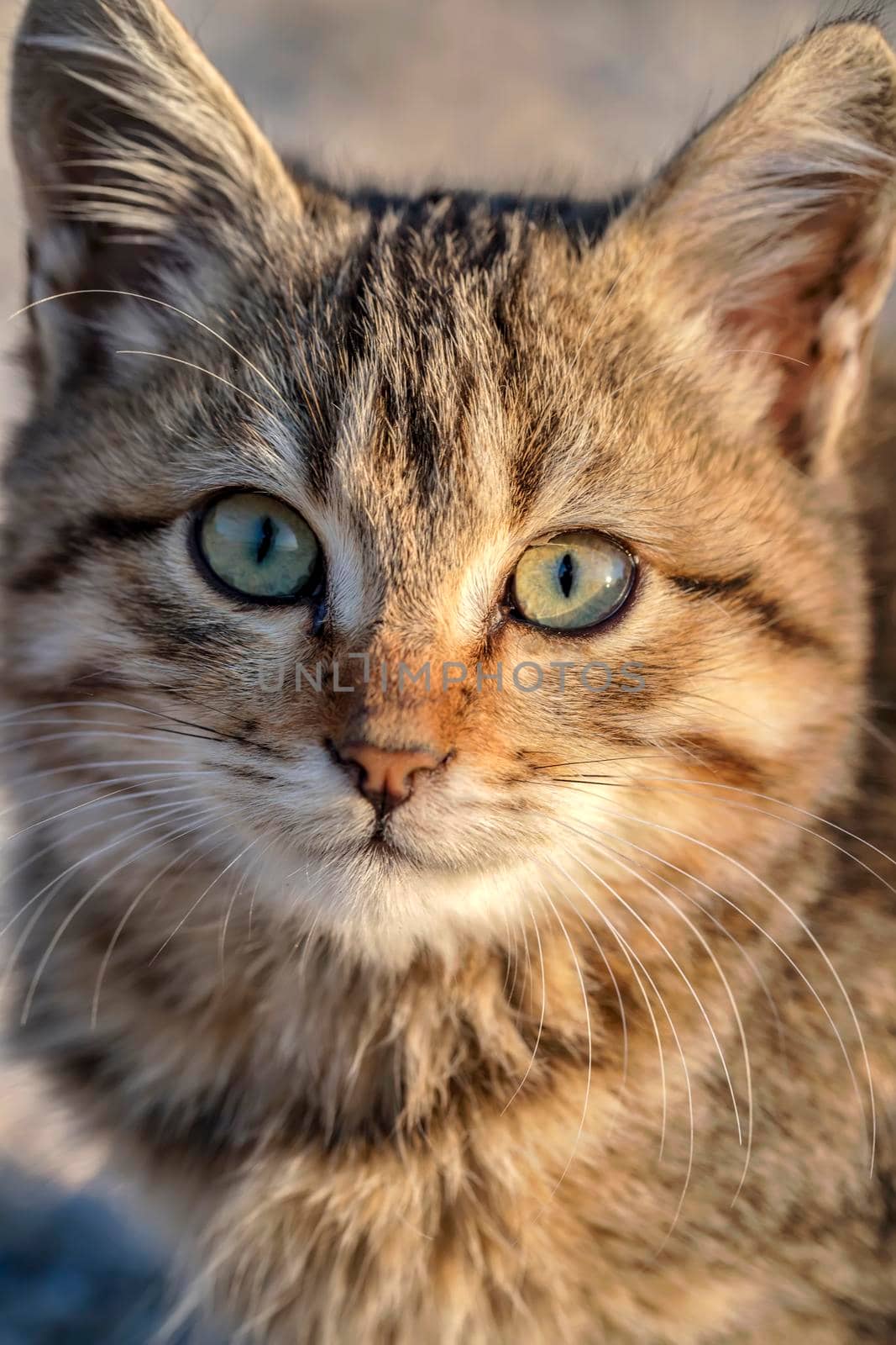 Portrait of a cute small cat with green eyes. Close up by EdVal