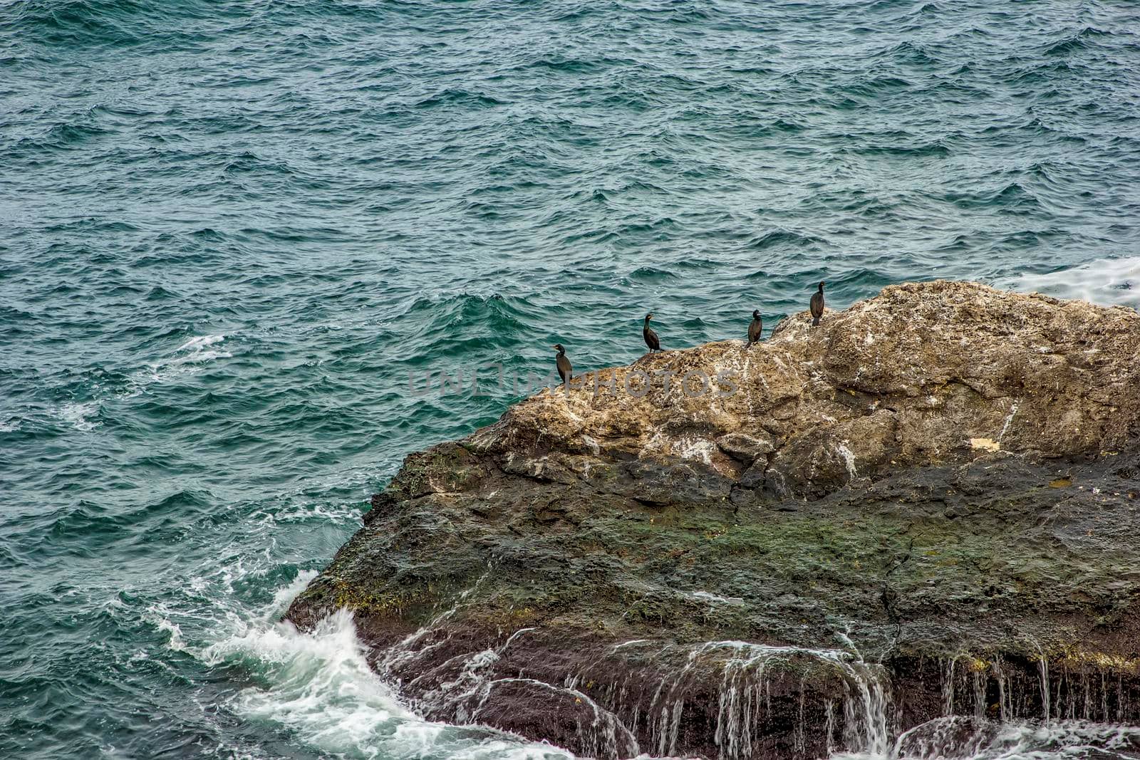 Coastal scenery with cormorants resting on the rocks on the Black Sea