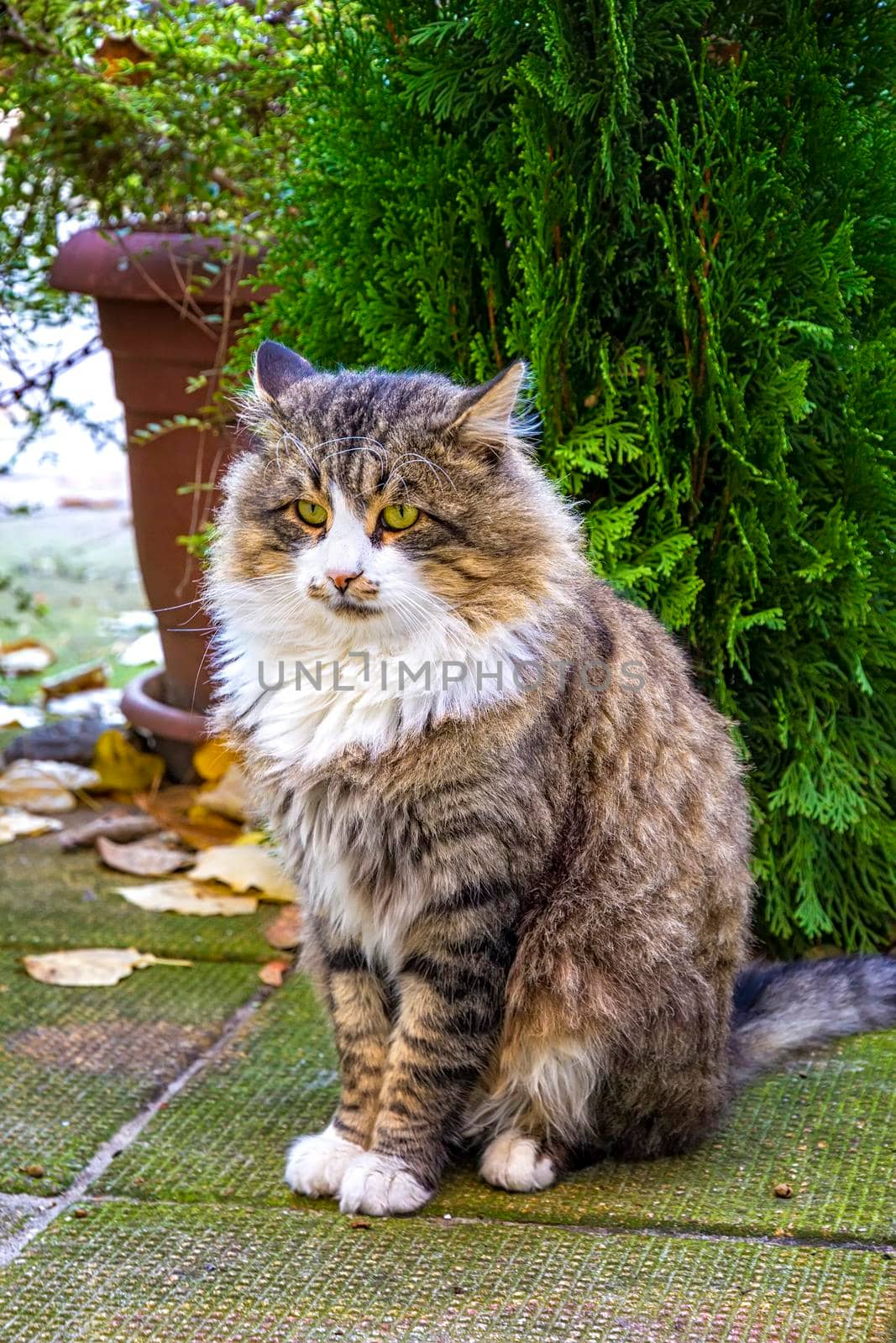 Beautiful fluffy cat sitting in front of a tree in the garden. A photo of ? dignified cat with a deep look.
