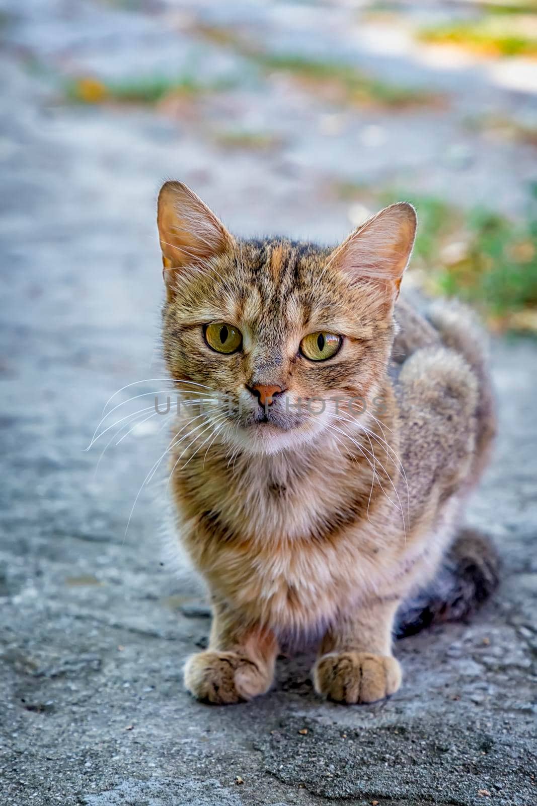 European cat portrait. Portrait of beautiful cat. Cute three color cat. European short haired cat. 