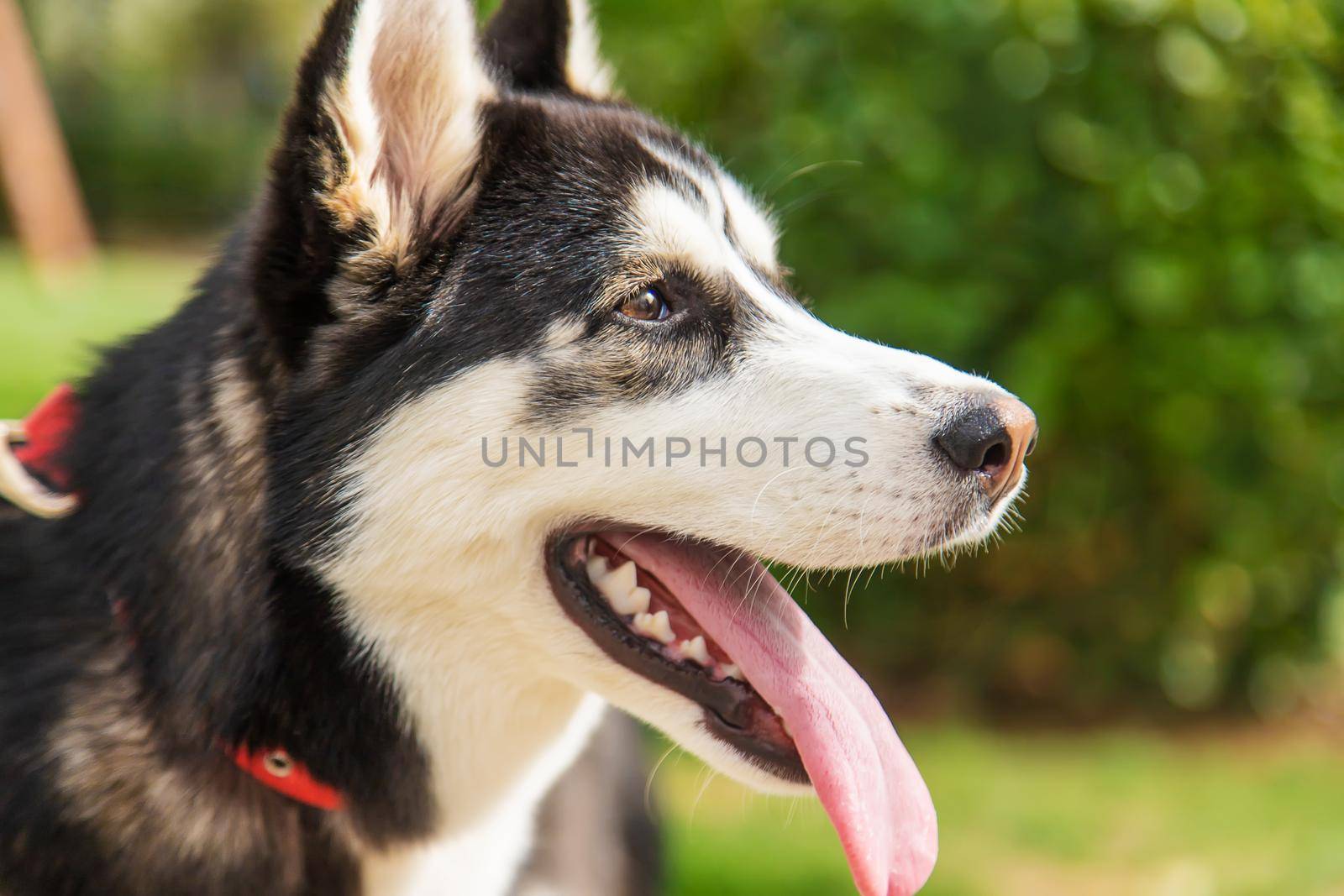 Husky dog portrait beautiful photo. Selective focus. Animal.