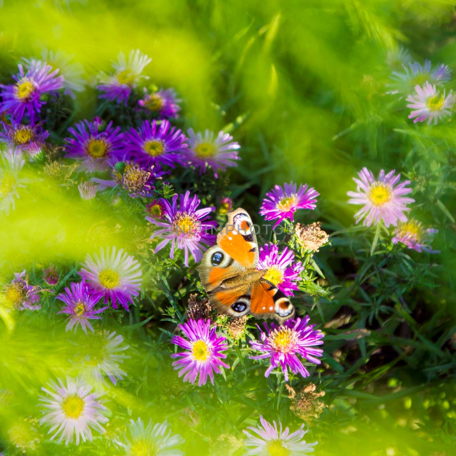 Monarch butterfly in purple Asters by kajasja