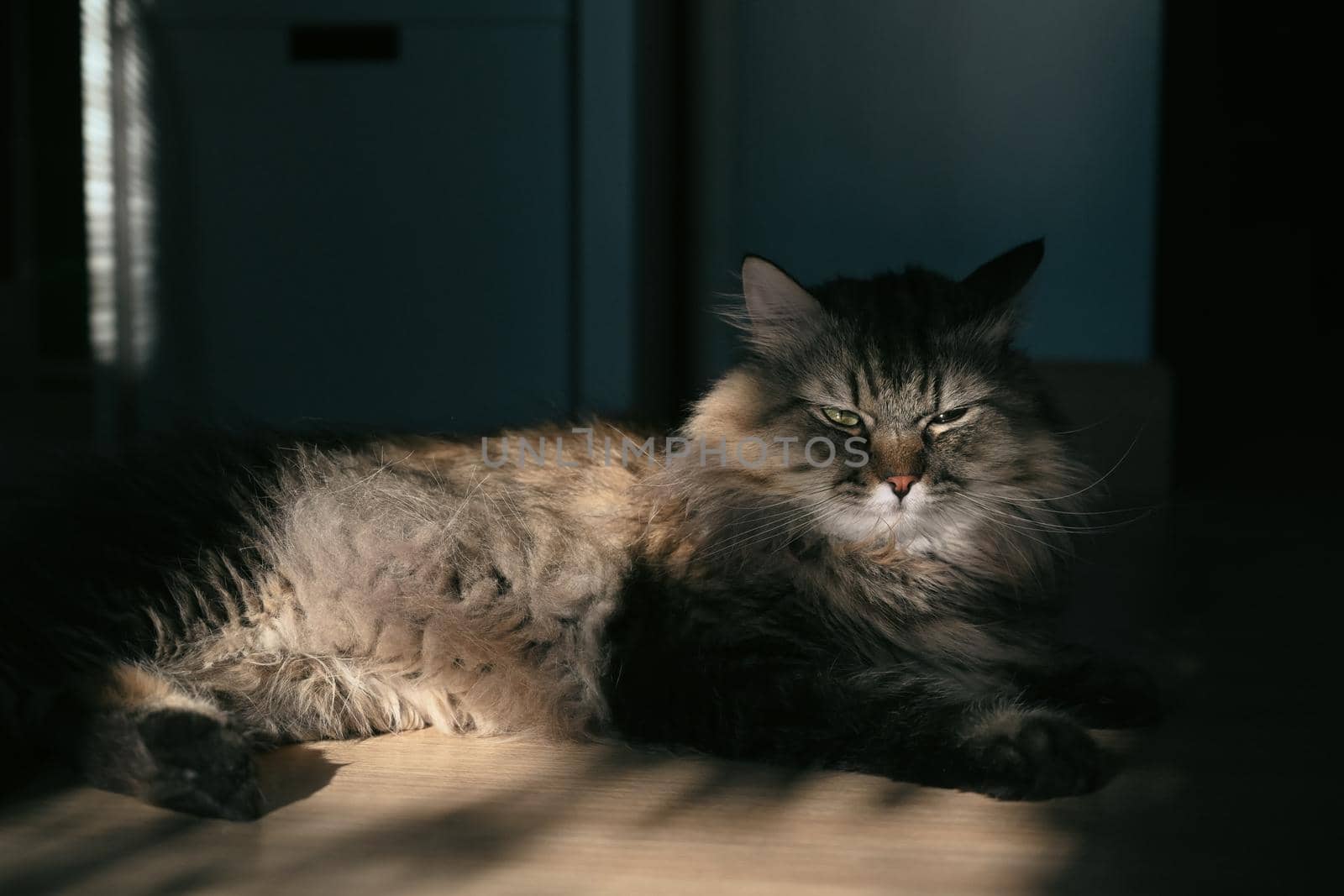 Cute cat lying on wooden floor in living room.