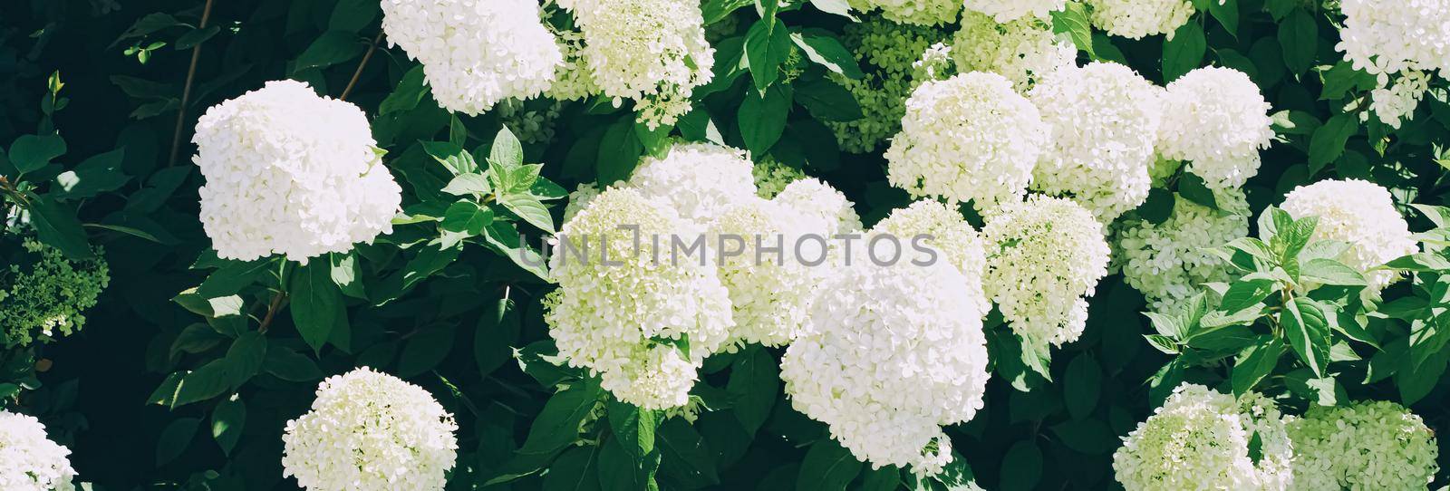 Vintage floral background, blooming hydrangea flowers in summer garden, wedding invitation design and holiday card.