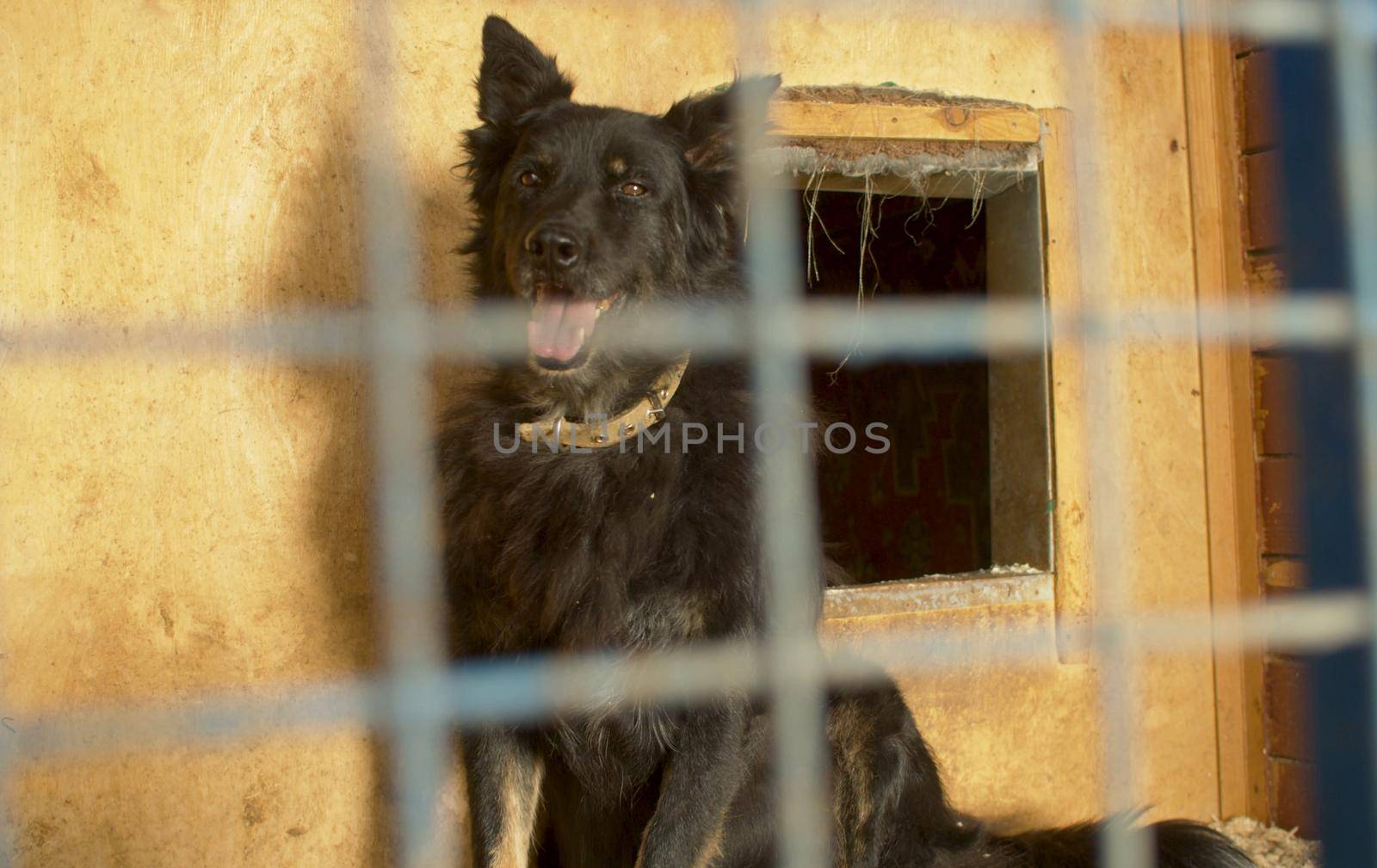 Mongrel dog in its cage at a shelter by Chudakov