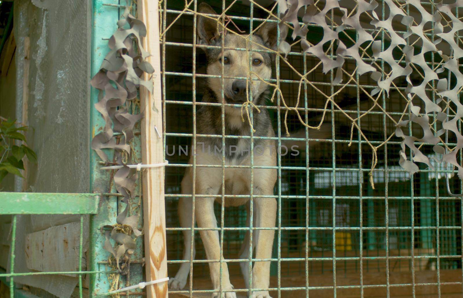 A dog in a dog's shelter is glad to see volunteer