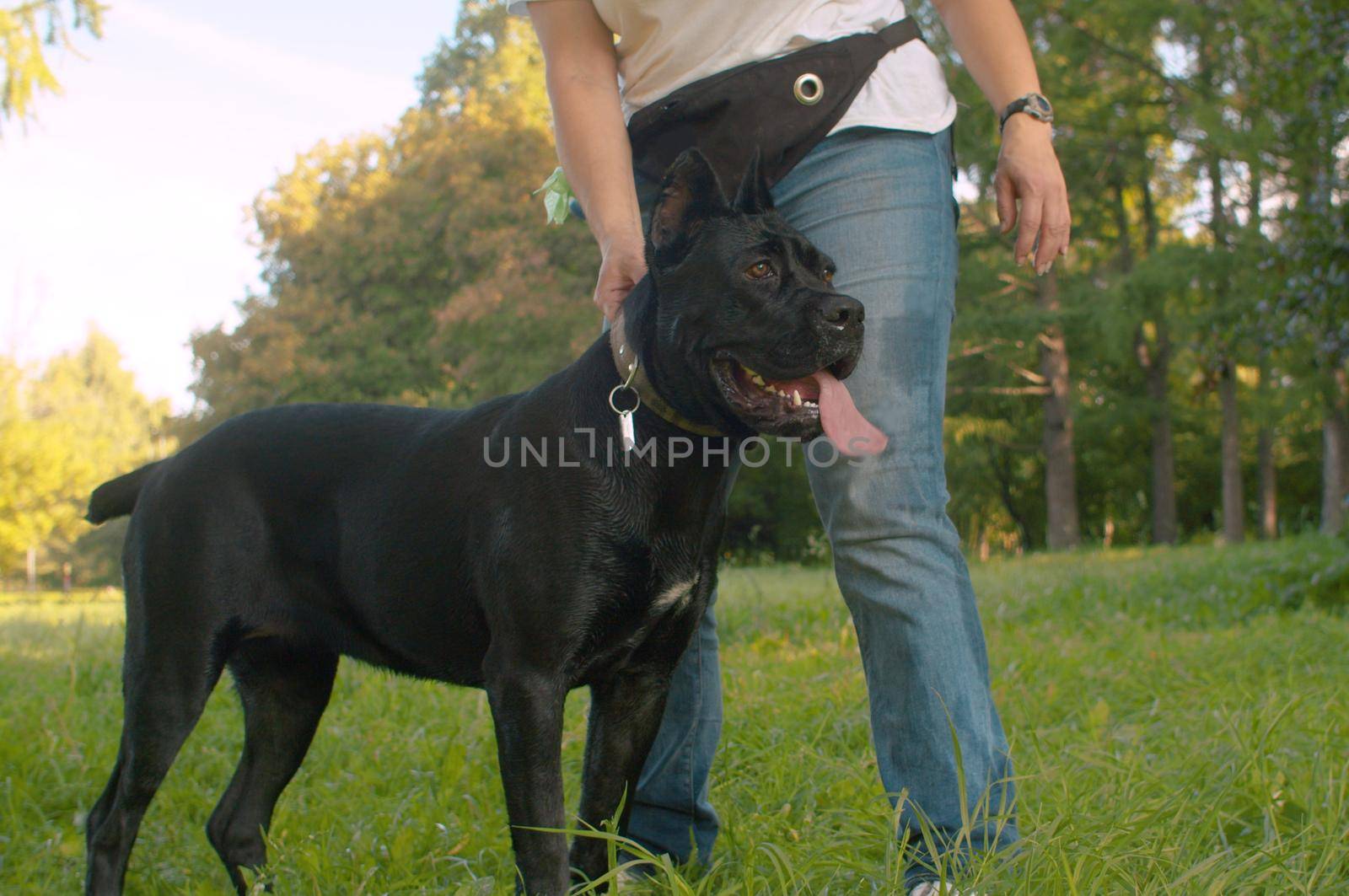 Big black dog and its owner in the park by Chudakov
