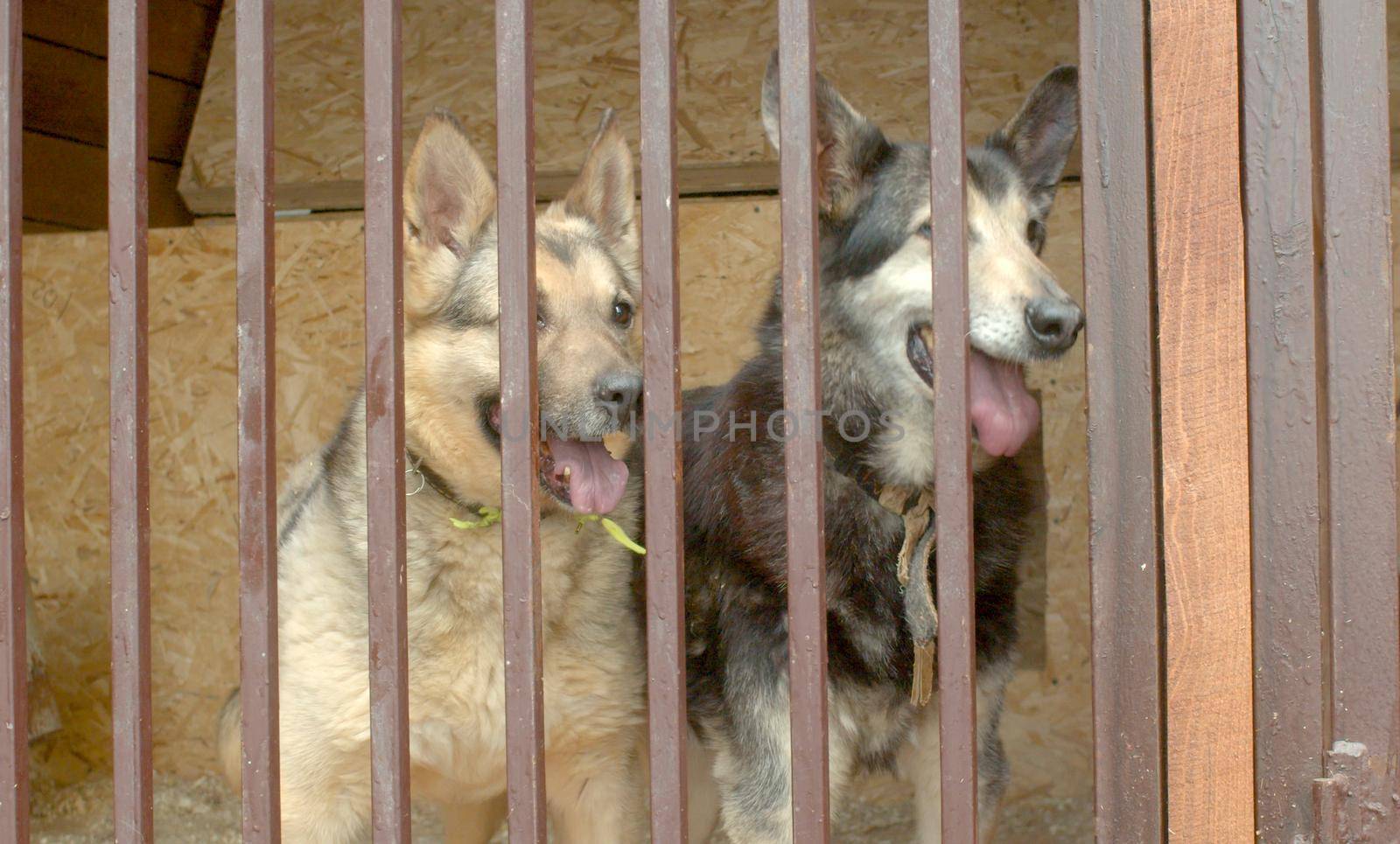 Two dogs in a dog's shelter waiting by Chudakov