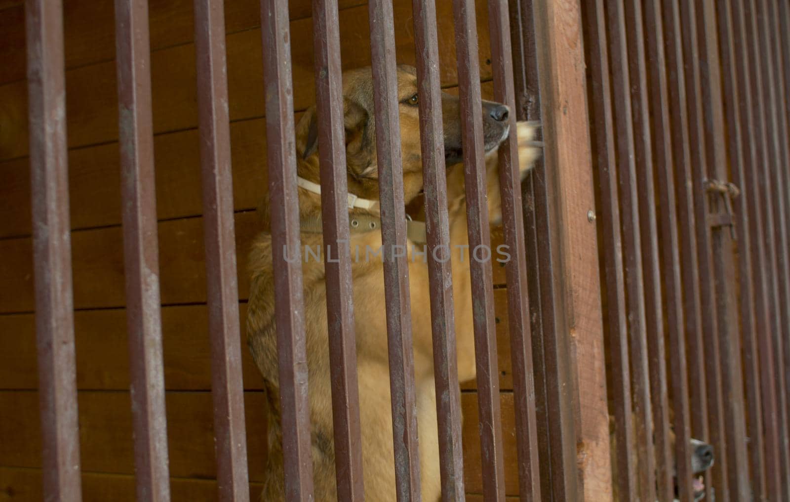A dog in an aviary in a dog kennel scratches the fence